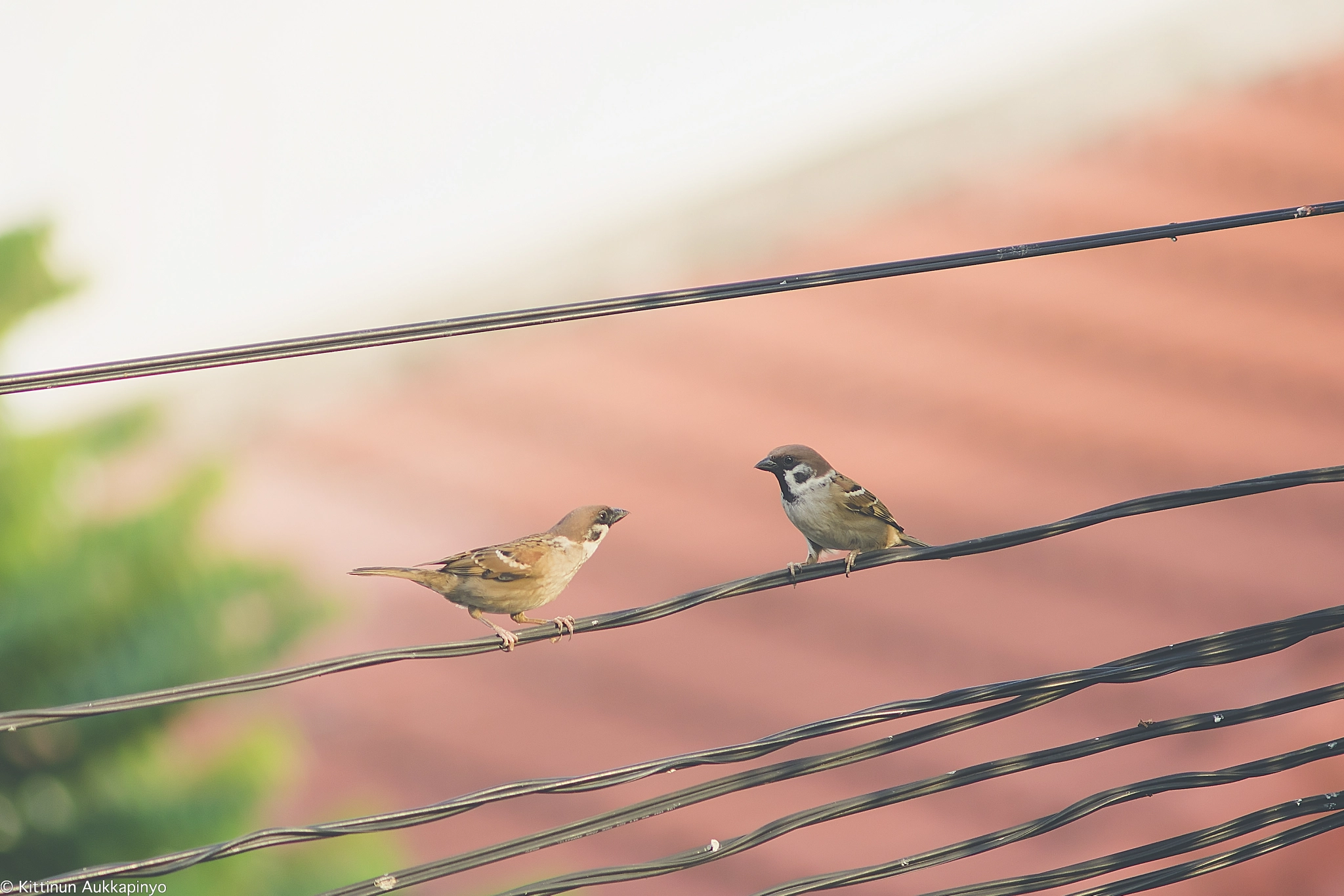 Minolta AF 70-210mm F4 Macro sample photo. Birds photography