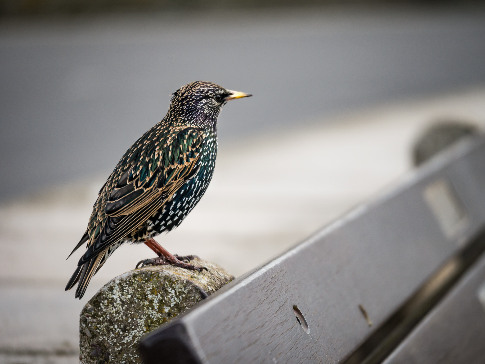 Panasonic Lumix DMC-GX7 sample photo. Starling photography