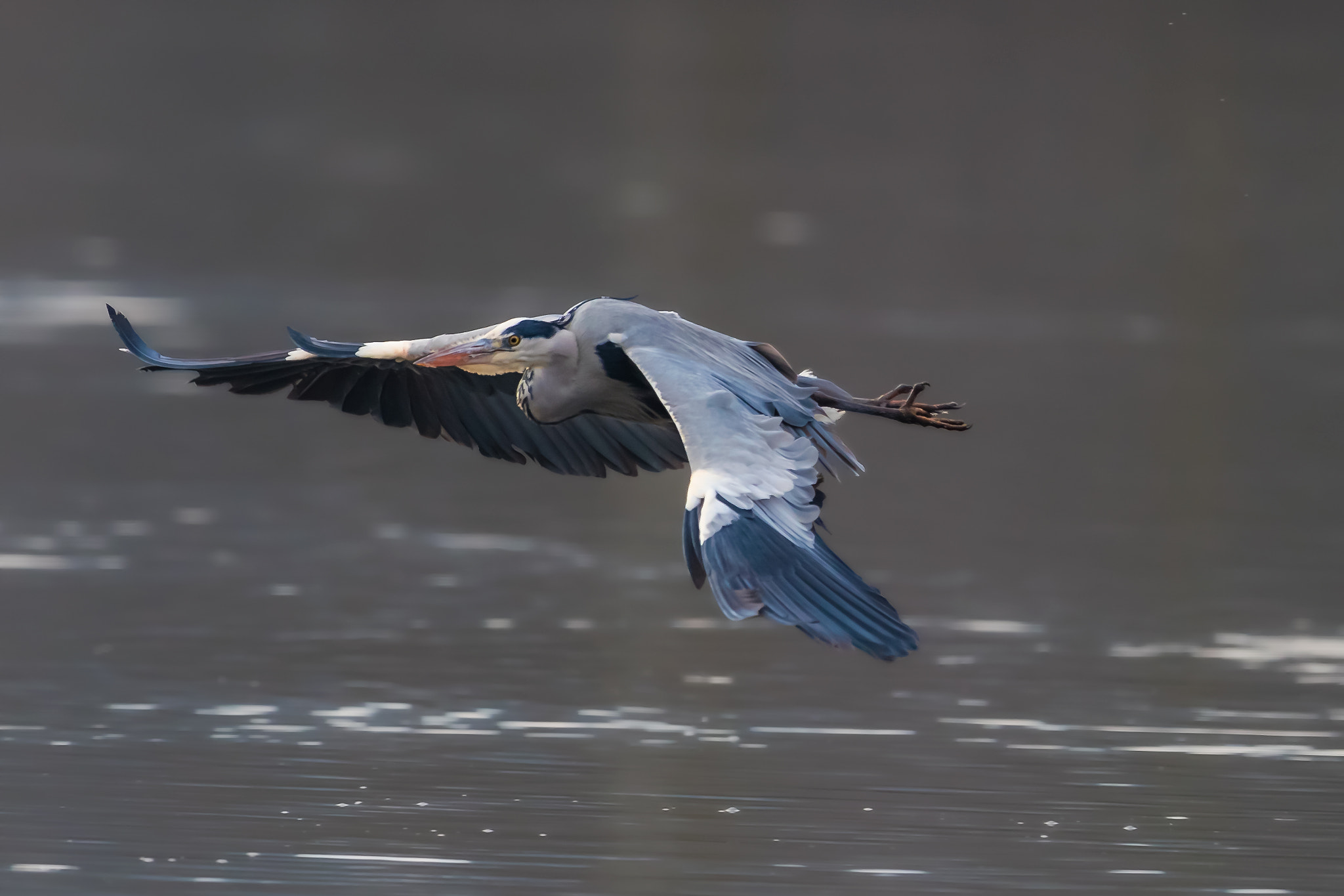 Canon EF 400mm F2.8L IS II USM sample photo. Caught in flight! photography