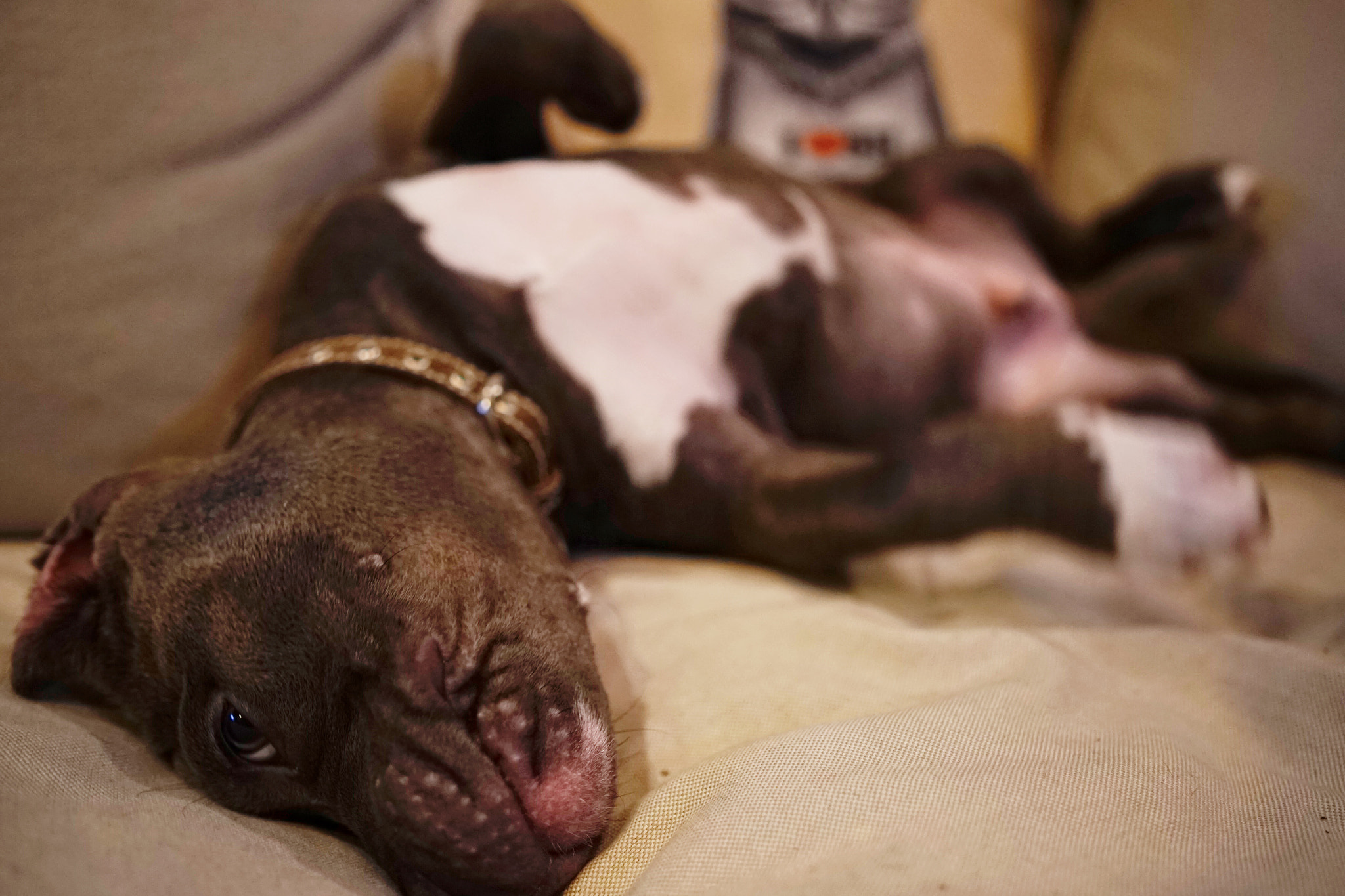 Sony a7 II + ZEISS Batis 25mm F2 sample photo
