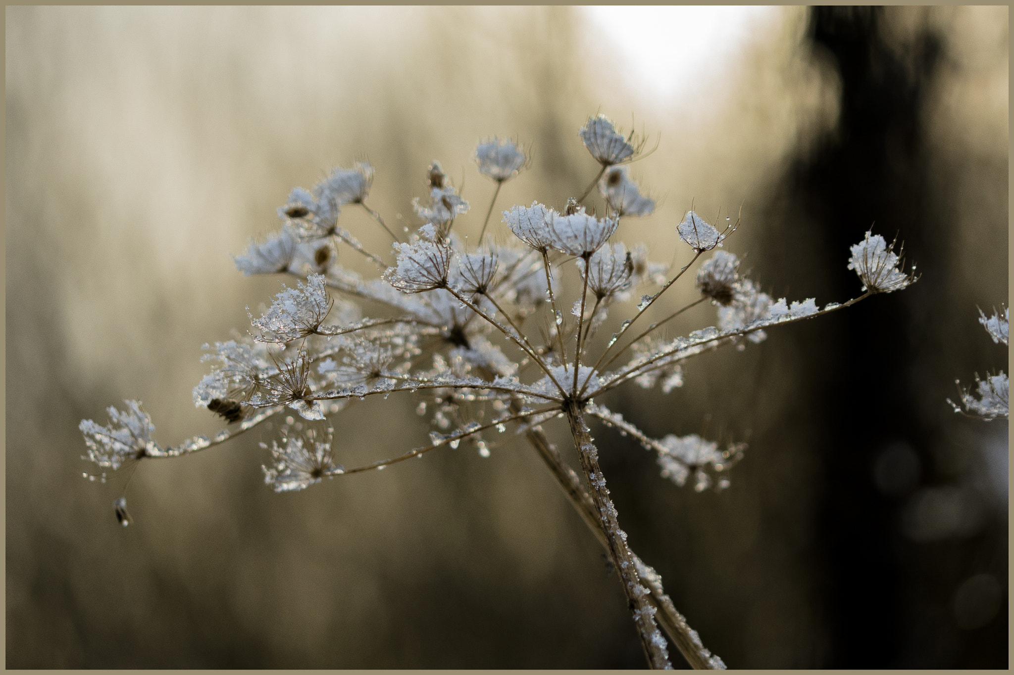 Sigma 105mm F2.8 EX DG OS HSM sample photo. Ijs bloem photography