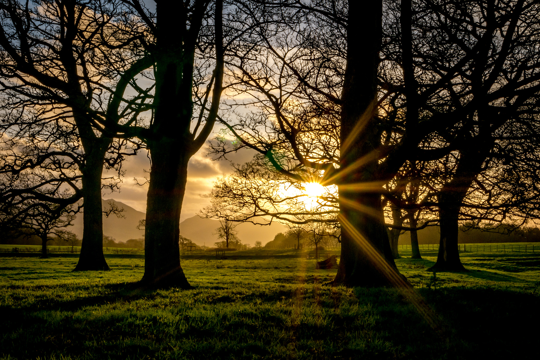 Panasonic Lumix DMC-GX7 sample photo. Sun star through trees photography