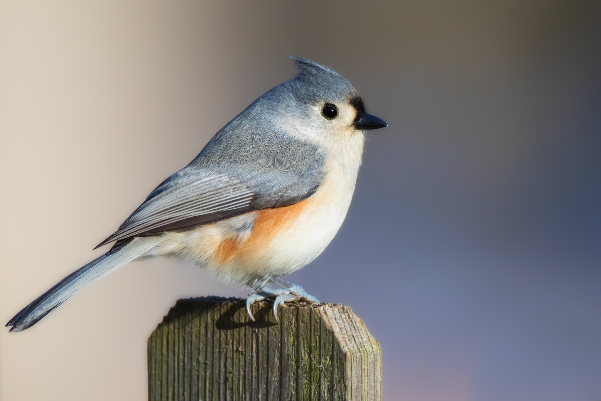 Canon EF 500mm F4L IS USM sample photo. Titmouse fencepost photography
