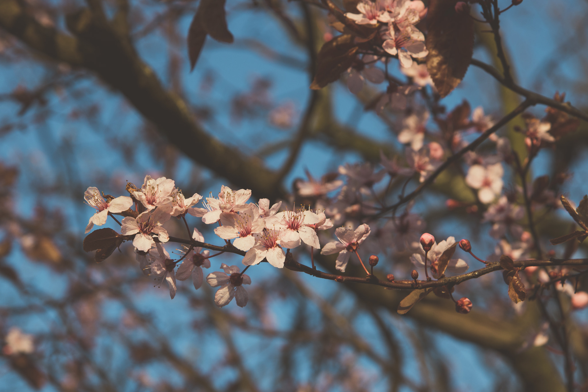 Canon EOS 750D (EOS Rebel T6i / EOS Kiss X8i) sample photo. Blossom photography