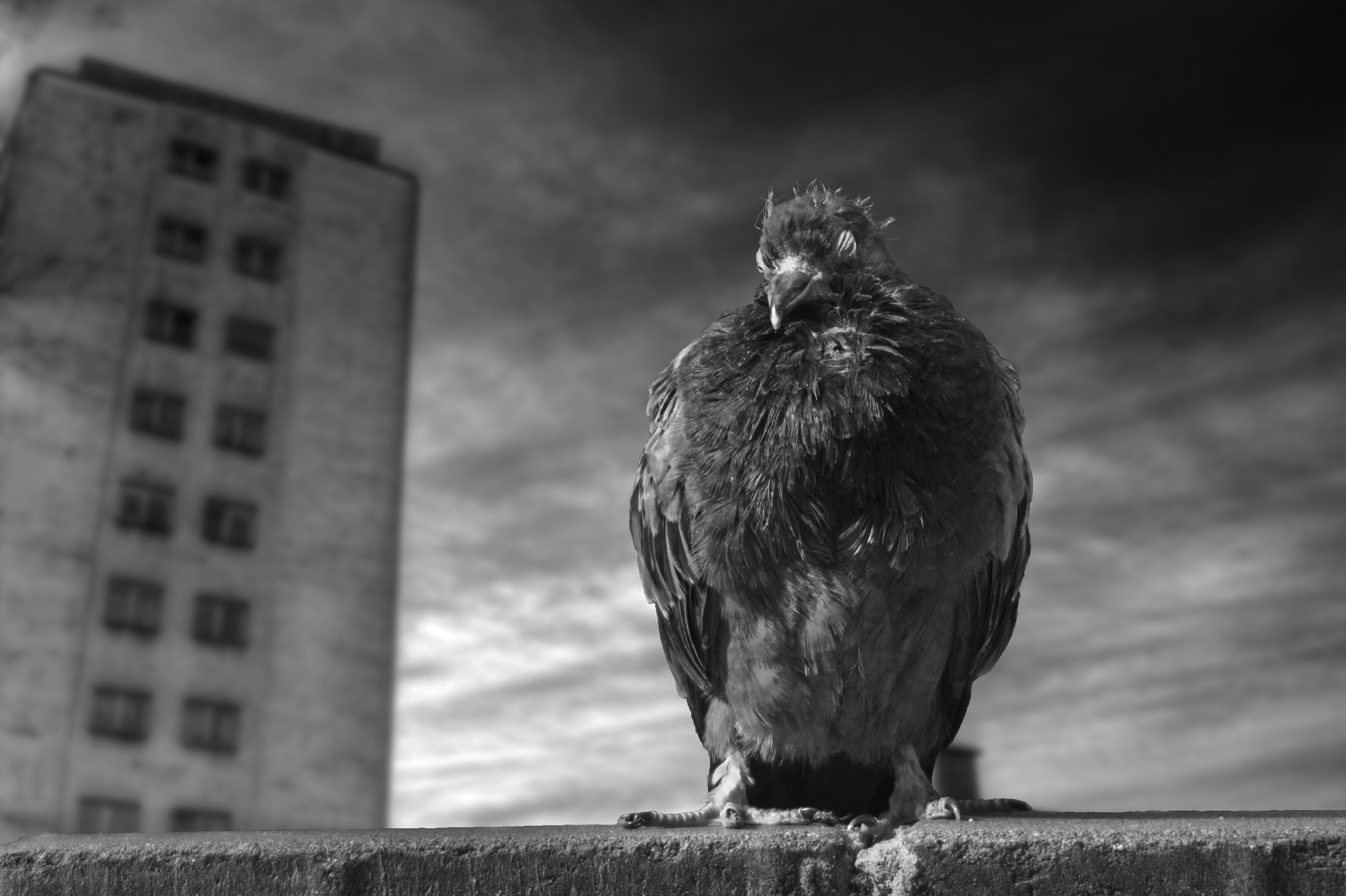 Canon EF 35-80mm f/4-5.6 sample photo. Poor pigeon photography