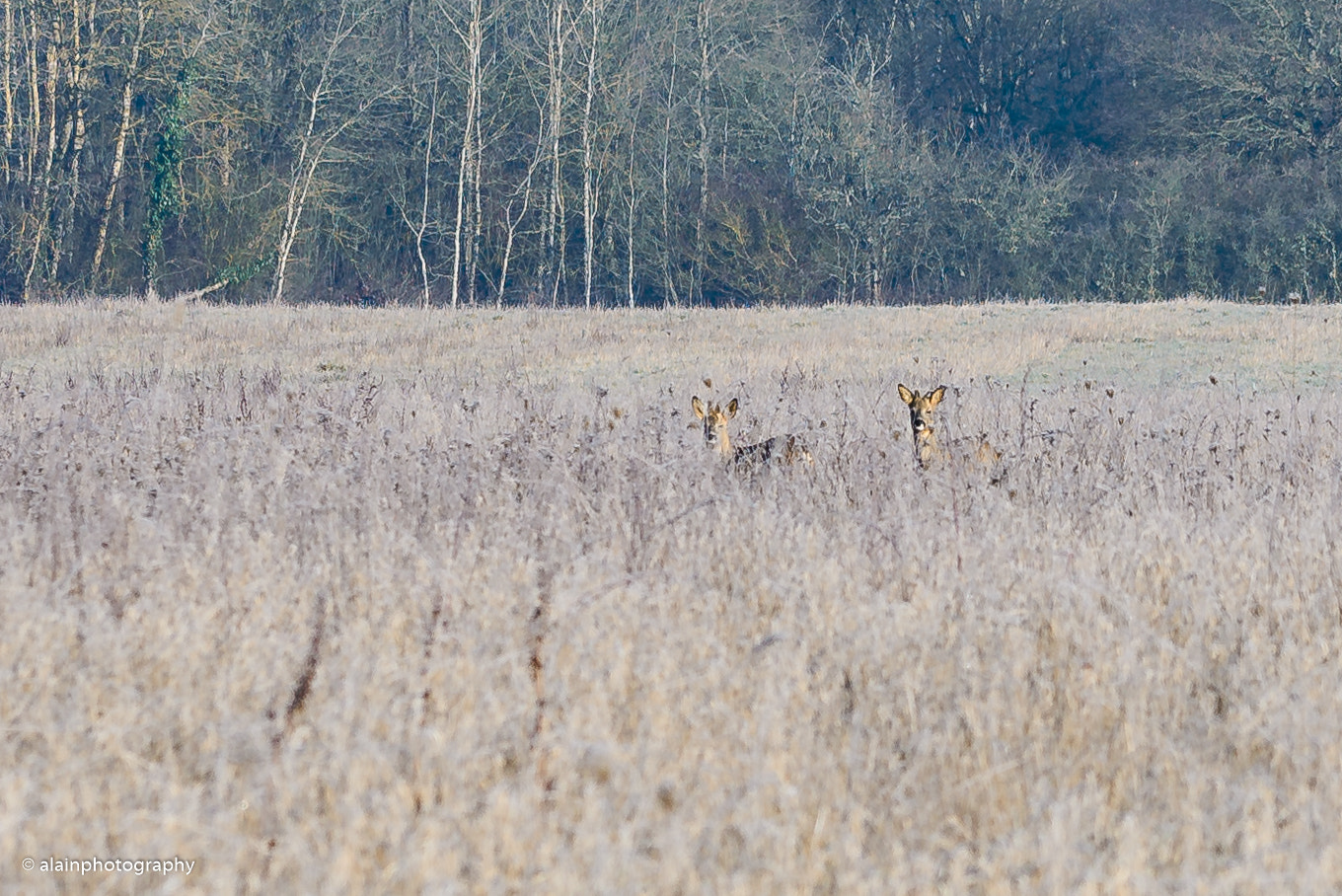 Nikon D600 sample photo. Chevreuils photography