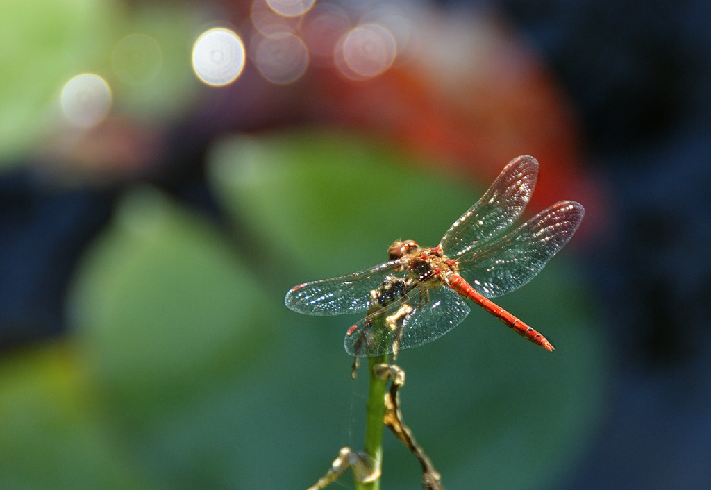 Sony Alpha DSLR-A290 sample photo