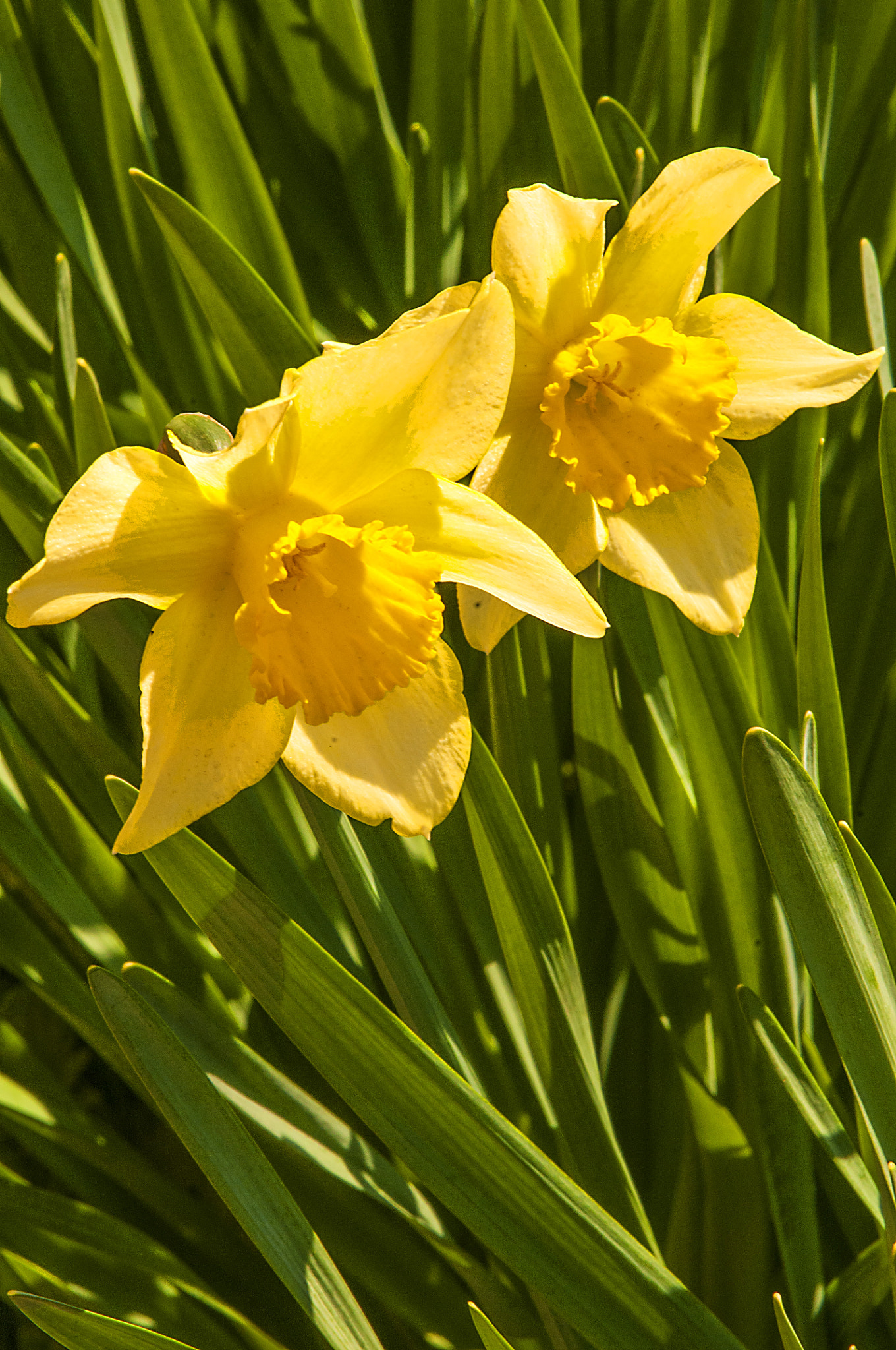 Nikon D300 sample photo. Narcissus photography
