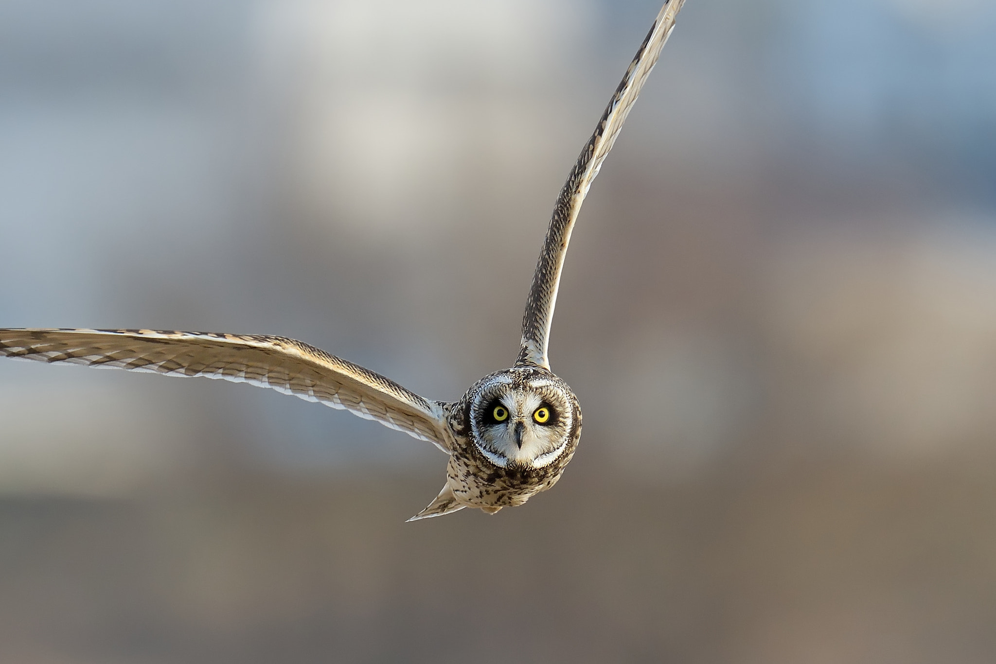Nikon D500 + Nikon AF-S Nikkor 600mm F4G ED VR sample photo. Short-eared owl photography