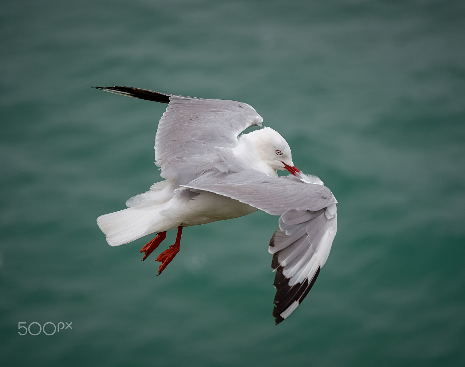 Panasonic Lumix DMC-GH4 sample photo. Red billed gull in flight photography