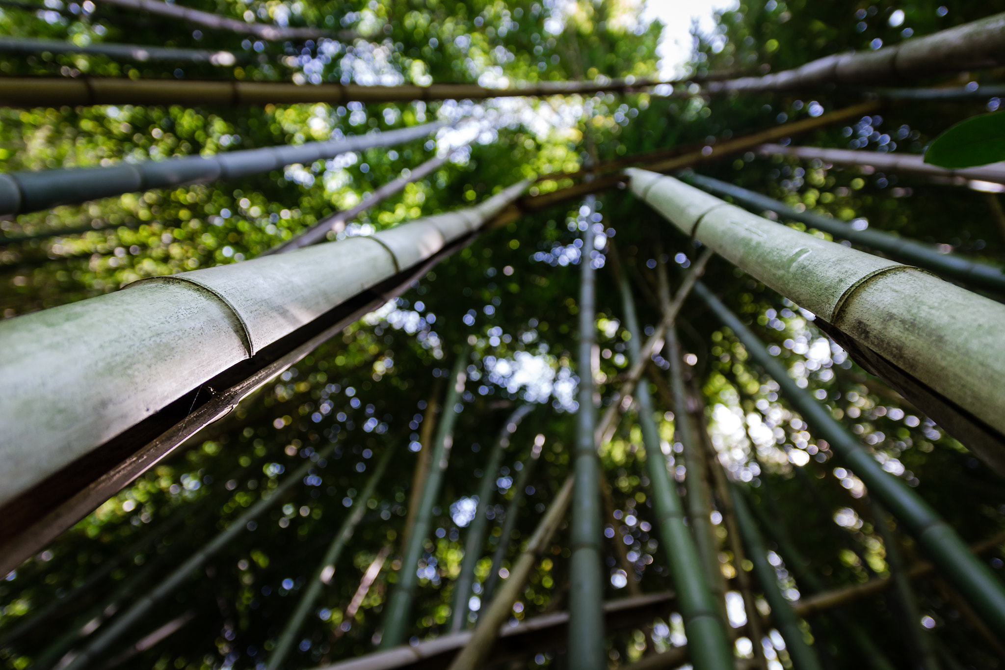 Sigma 17-70mm F2.8-4 DC Macro OS HSM sample photo. Bambu' photography