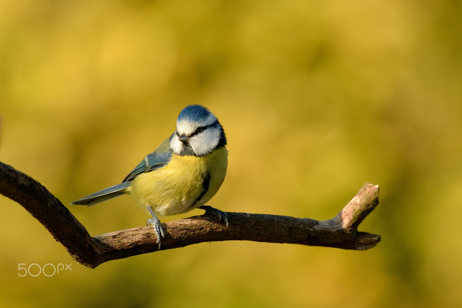 Nikon AF-S Nikkor 200-500mm F5.6E ED VR sample photo. Blue tit photography