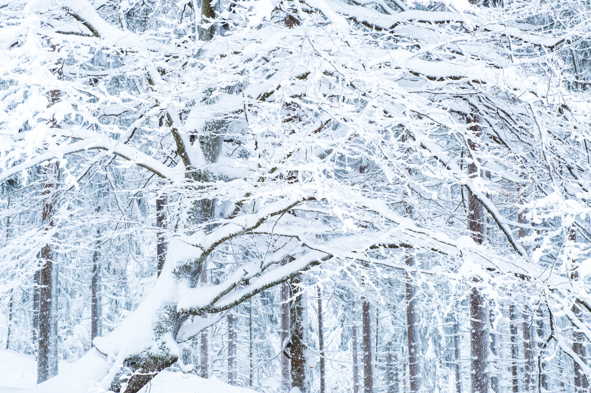 Nikon Df sample photo. It's wintertime... photography