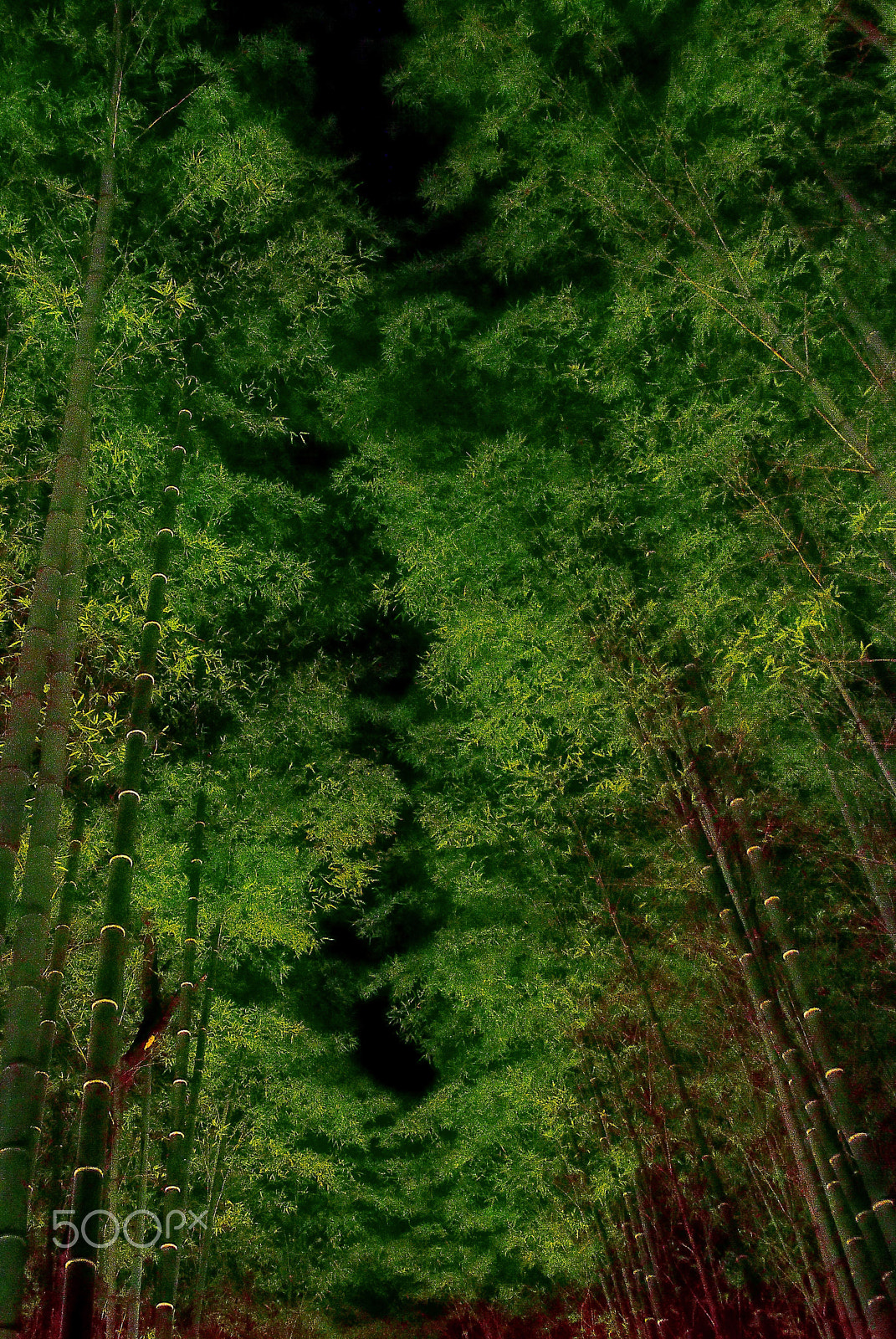 Nikon D200 sample photo. Moso bamboo forest photography