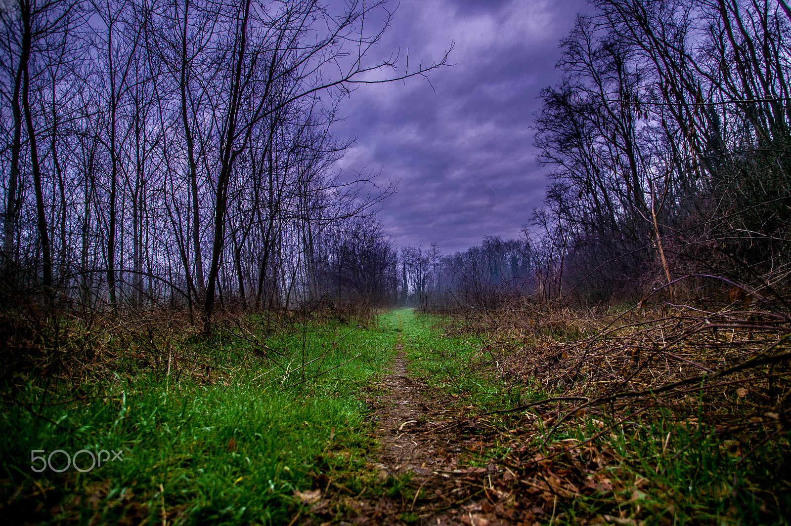 Canon EOS-1Ds sample photo. On the ground in the forest photography