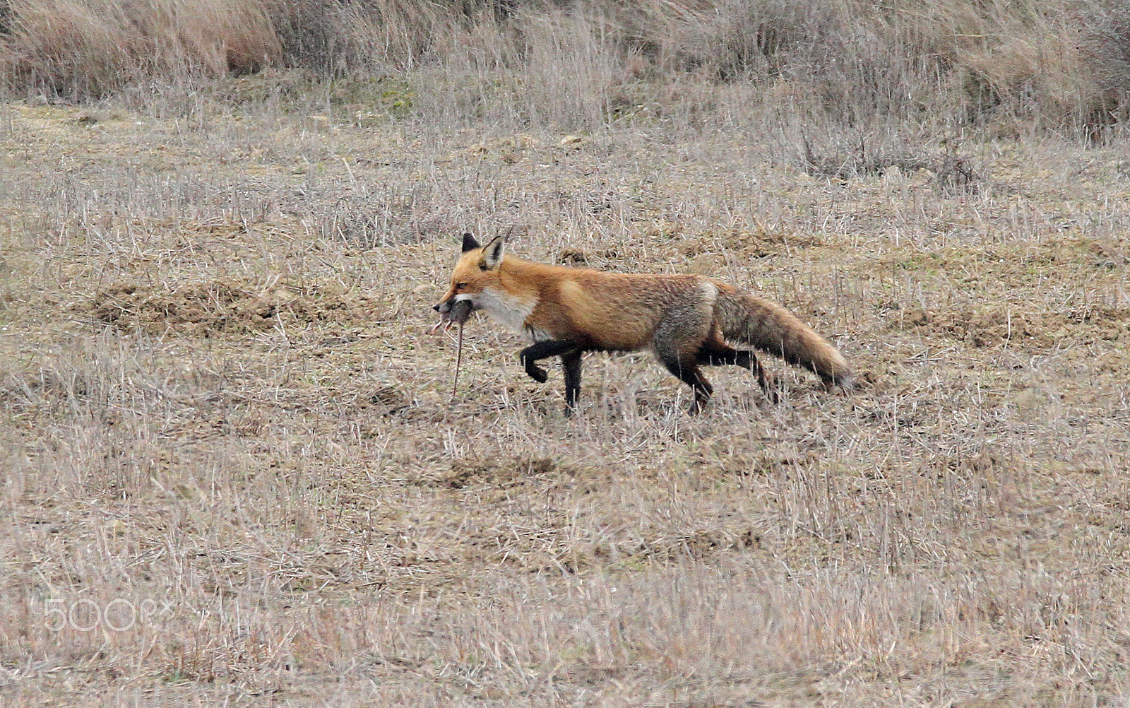Canon EOS 7D + Sigma 150-600mm F5-6.3 DG OS HSM | C sample photo. Fox with its prey photography