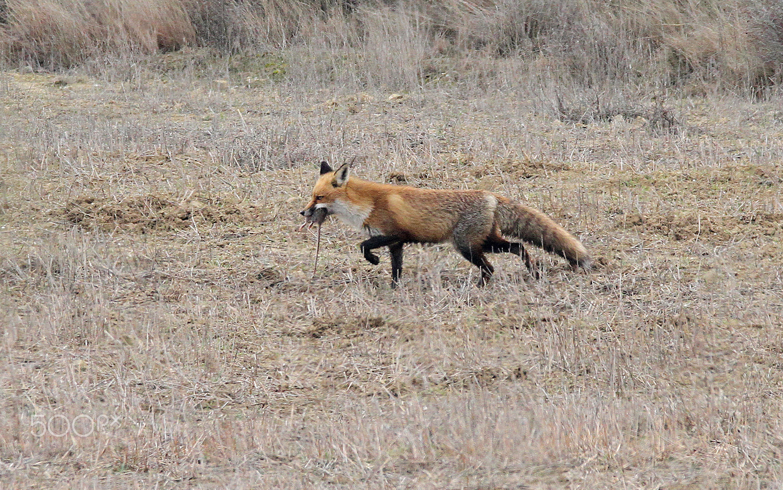 Sigma 150-600mm F5-6.3 DG OS HSM | C sample photo. Fox with its prey photography