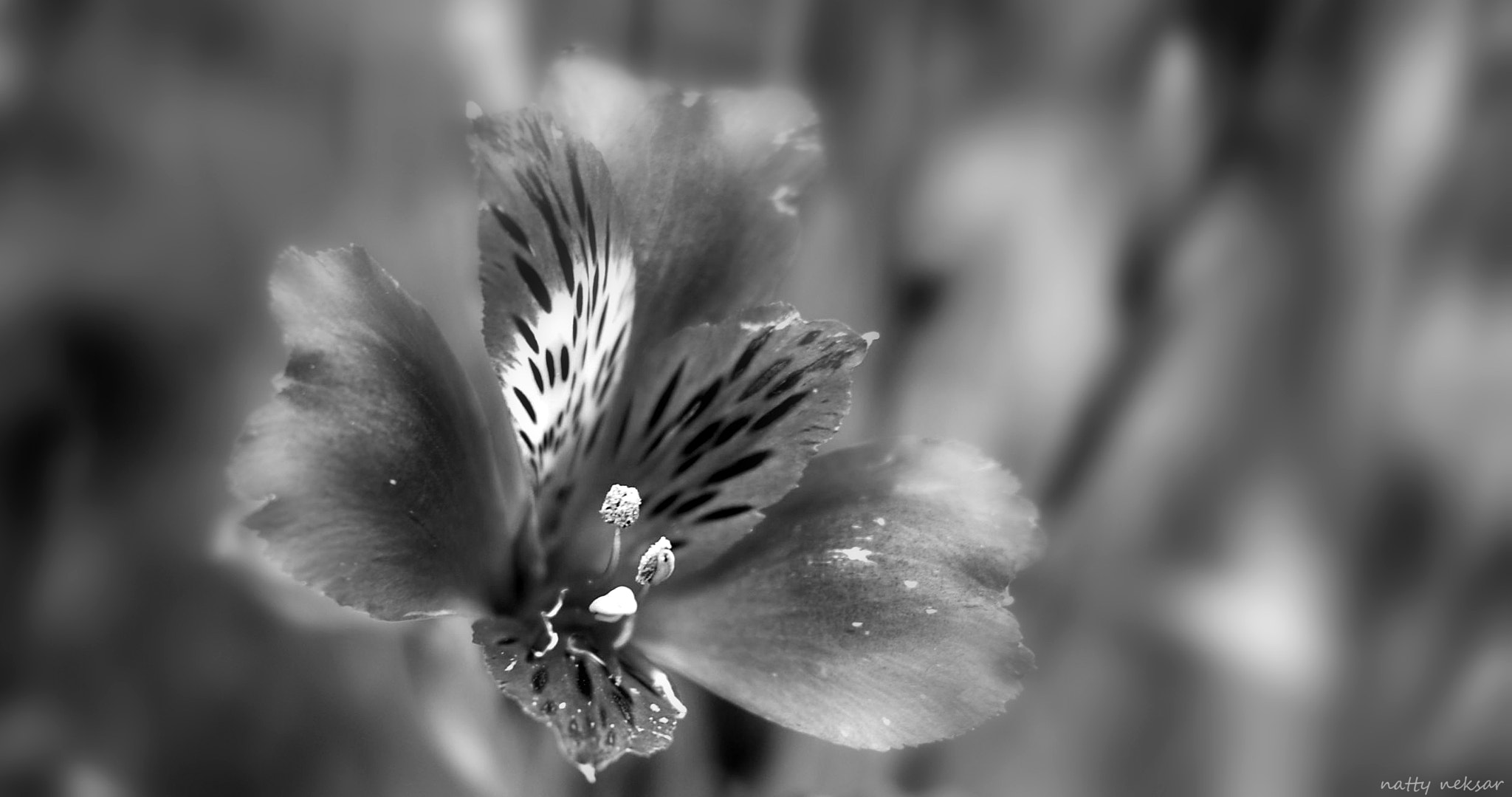 Nikon D60 + Nikon AF-S Nikkor 50mm F1.8G sample photo. Summer b&w photography