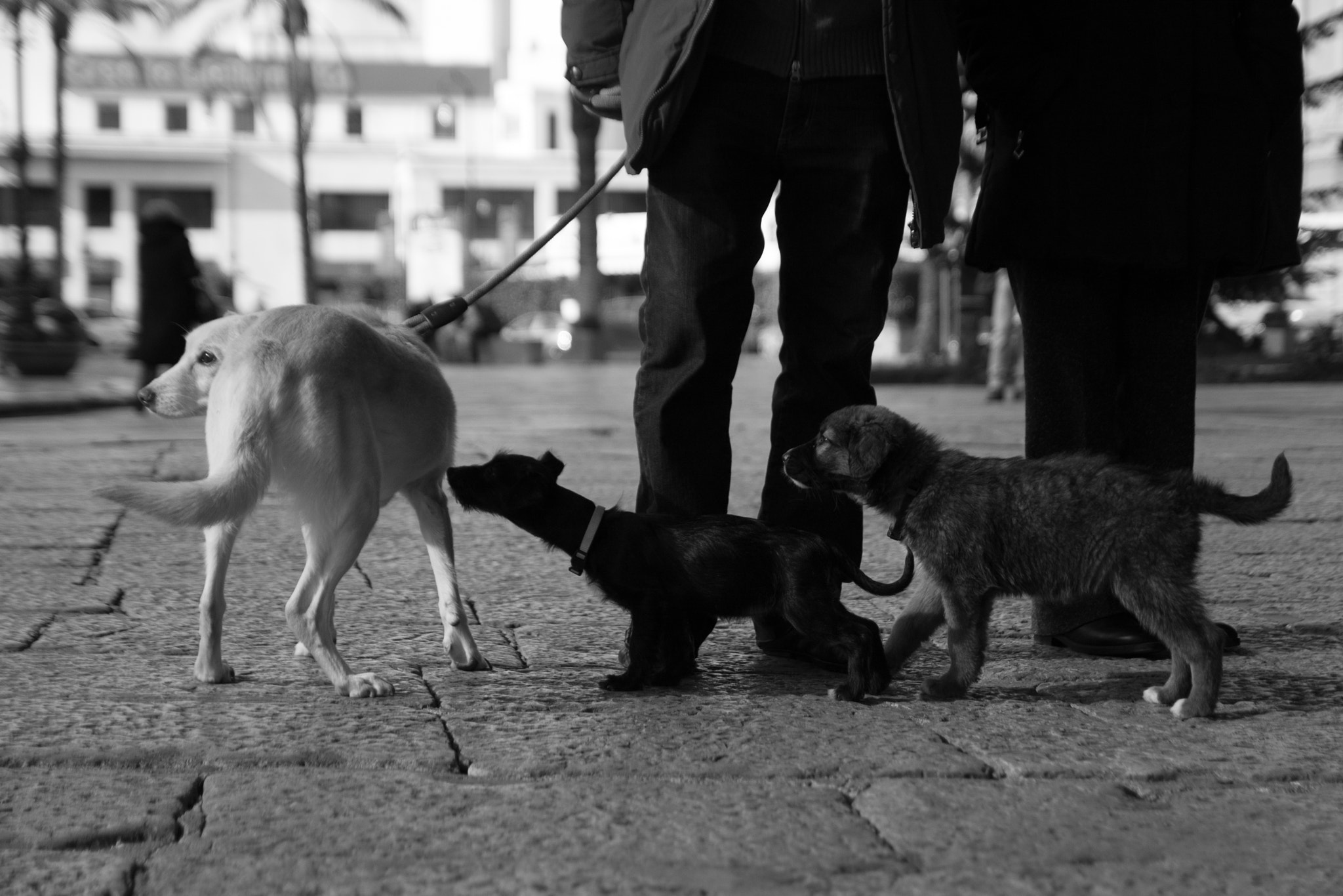 Tamron SP AF 17-50mm F2.8 XR Di II LD Aspherical (IF) sample photo. Dogs photography