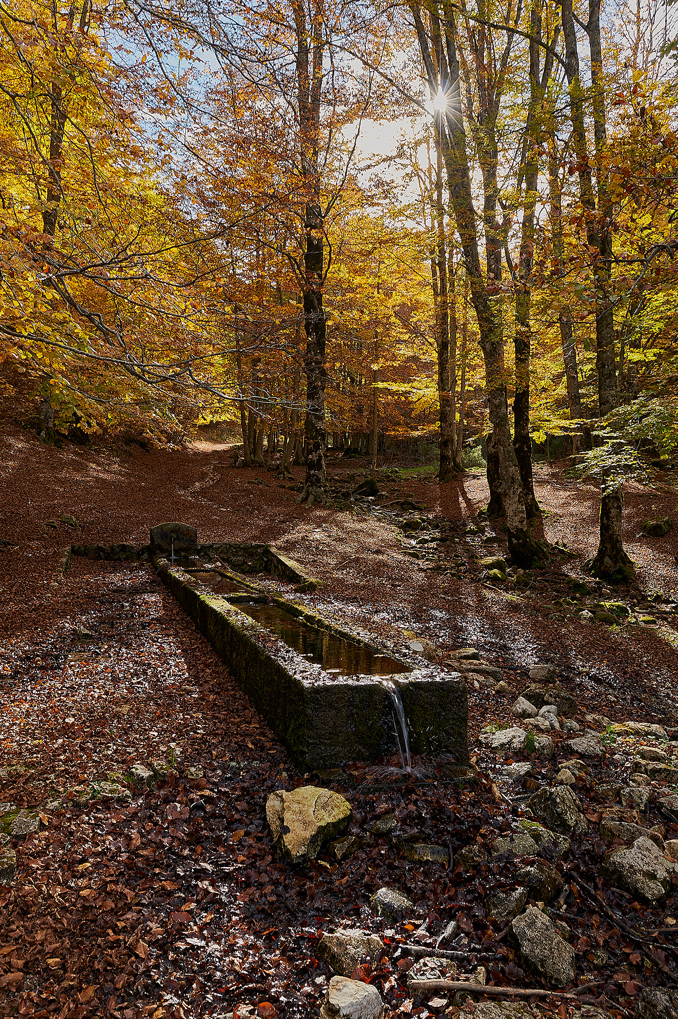 Nikon AF-S NIKKOR 28-70mm f/2.8D IF-ED sample photo. In the forest photography