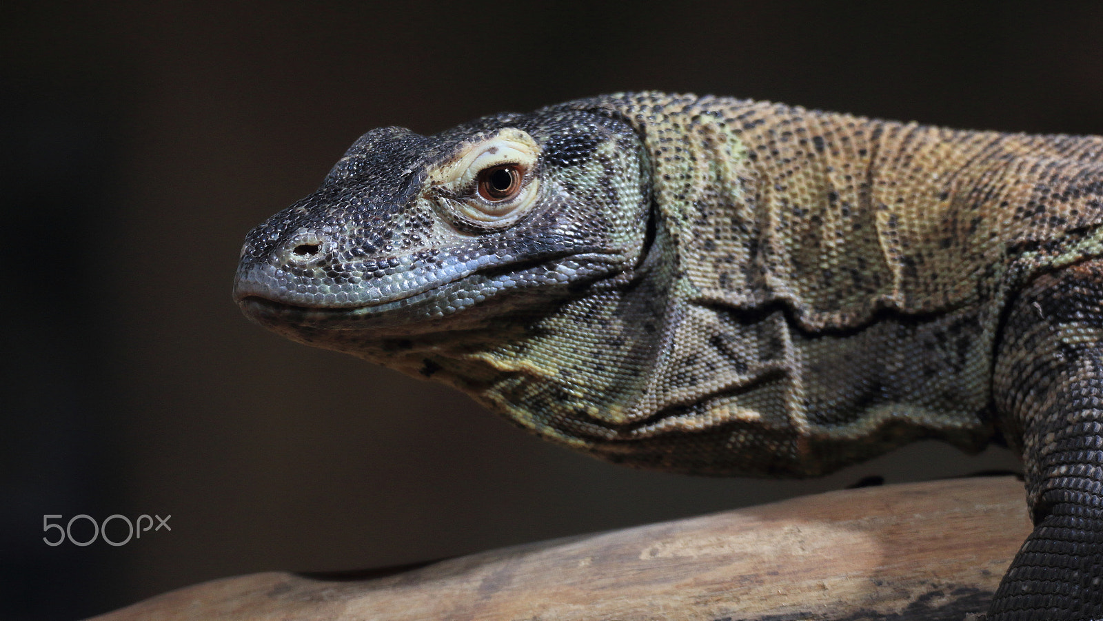 Canon EOS 60D sample photo. The eye of the waran photography