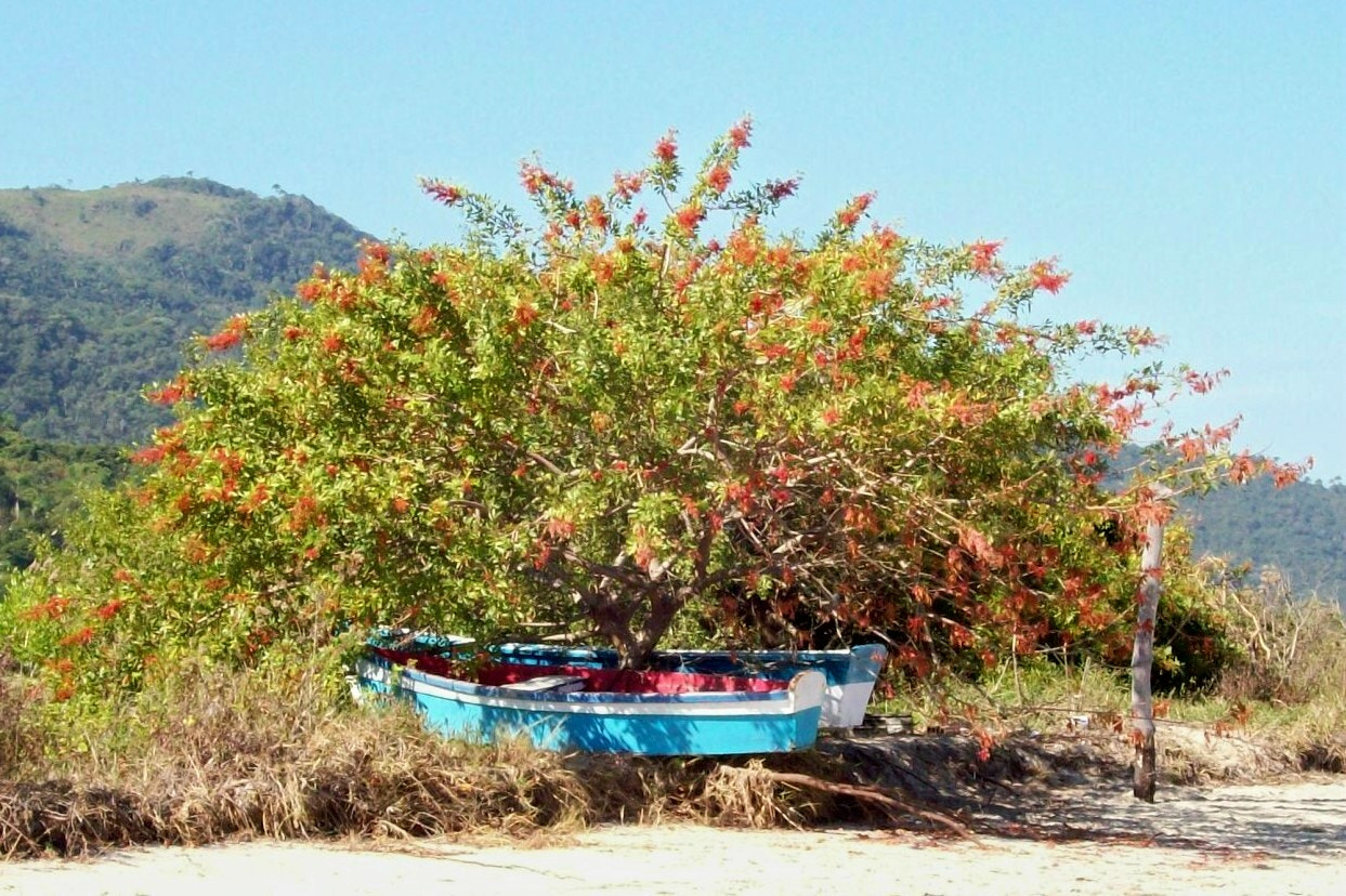Kodak EASYSHARE C813 ZOOM DIGITAL CAMERA sample photo. Tree inside the boat photography