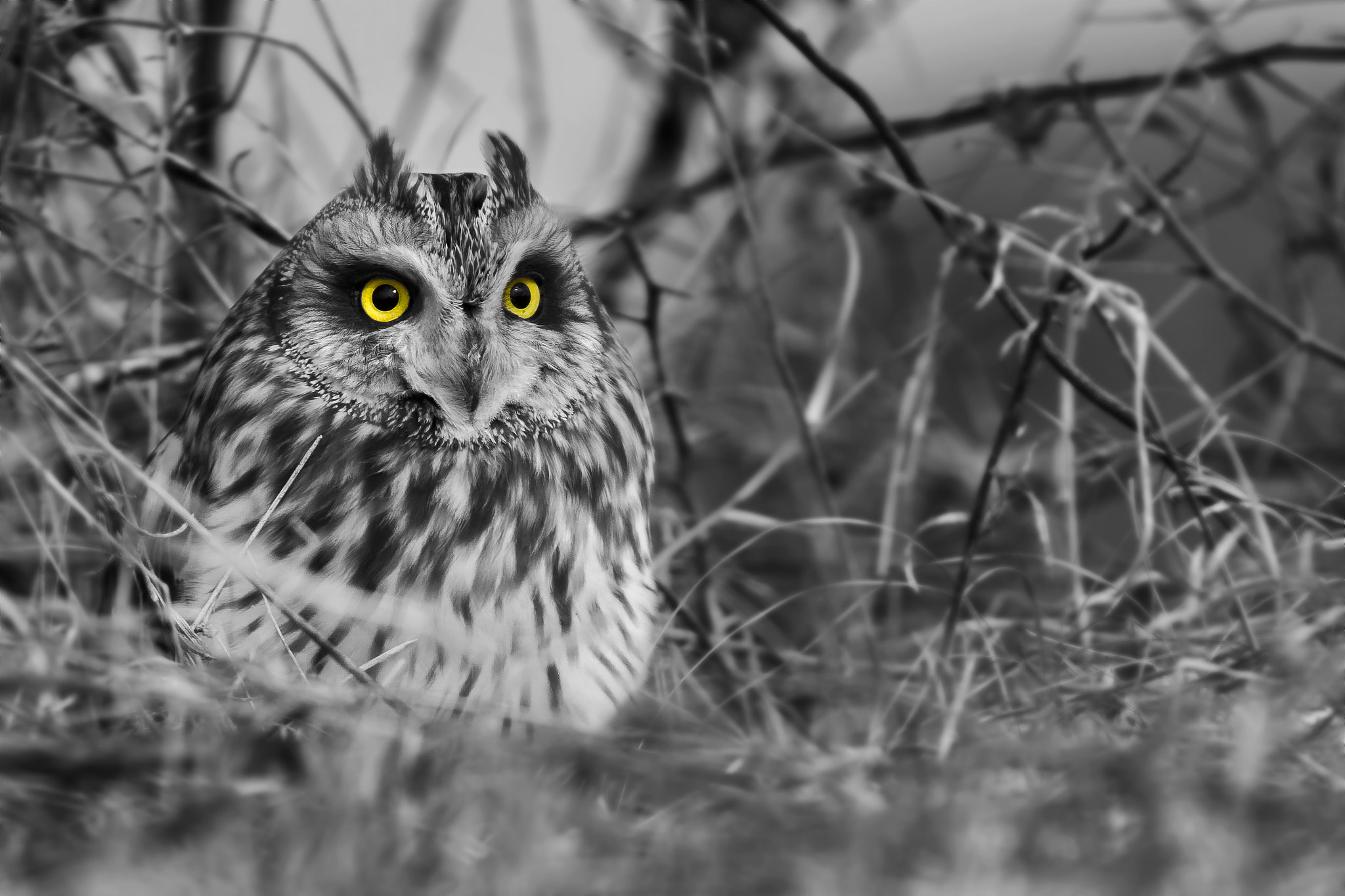 Sigma APO 100-300mm F4 EX IF HSM sample photo. Short-eared owl photography