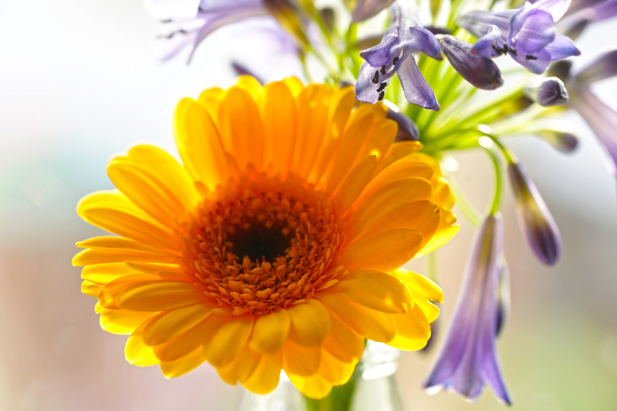 Sony a99 II + 90mm F2.8 Macro SSM sample photo. Like the sun photography