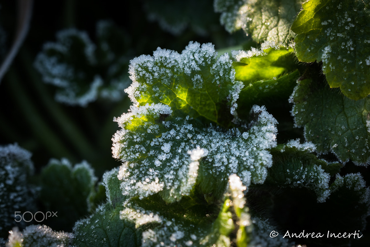 Nikon D810 sample photo. Frozen leaf photography
