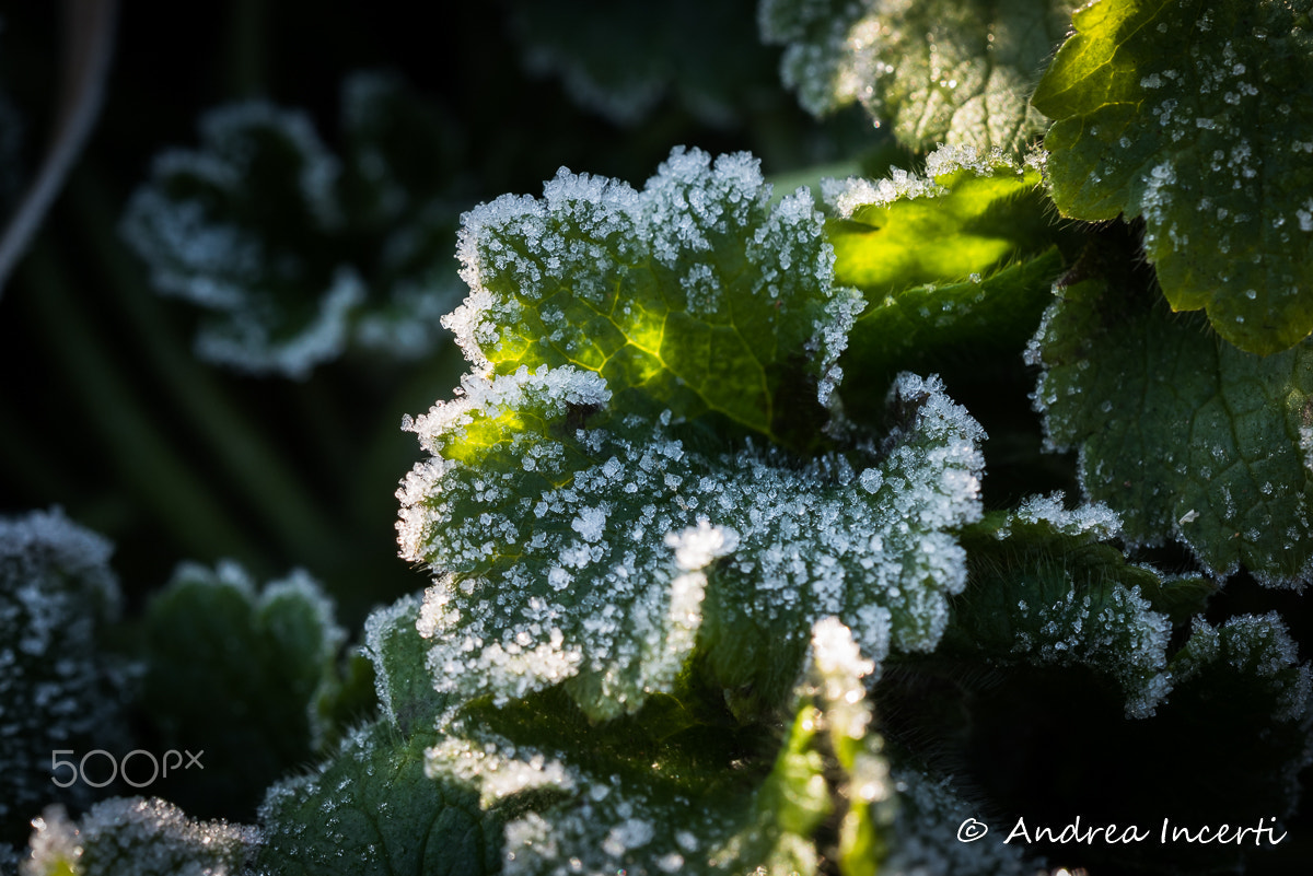 Sigma 150mm F2.8 EX DG OS Macro HSM sample photo. Frozen leaf photography