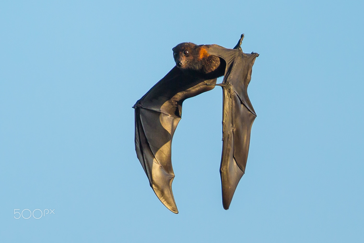 Canon EF 600mm f/4L IS sample photo. Flying fox photography