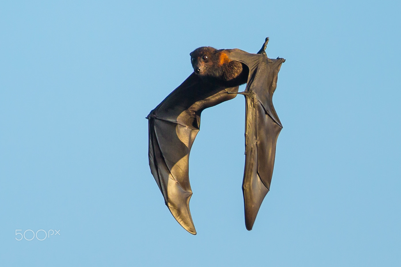 Canon EOS-1D X sample photo. Flying fox photography