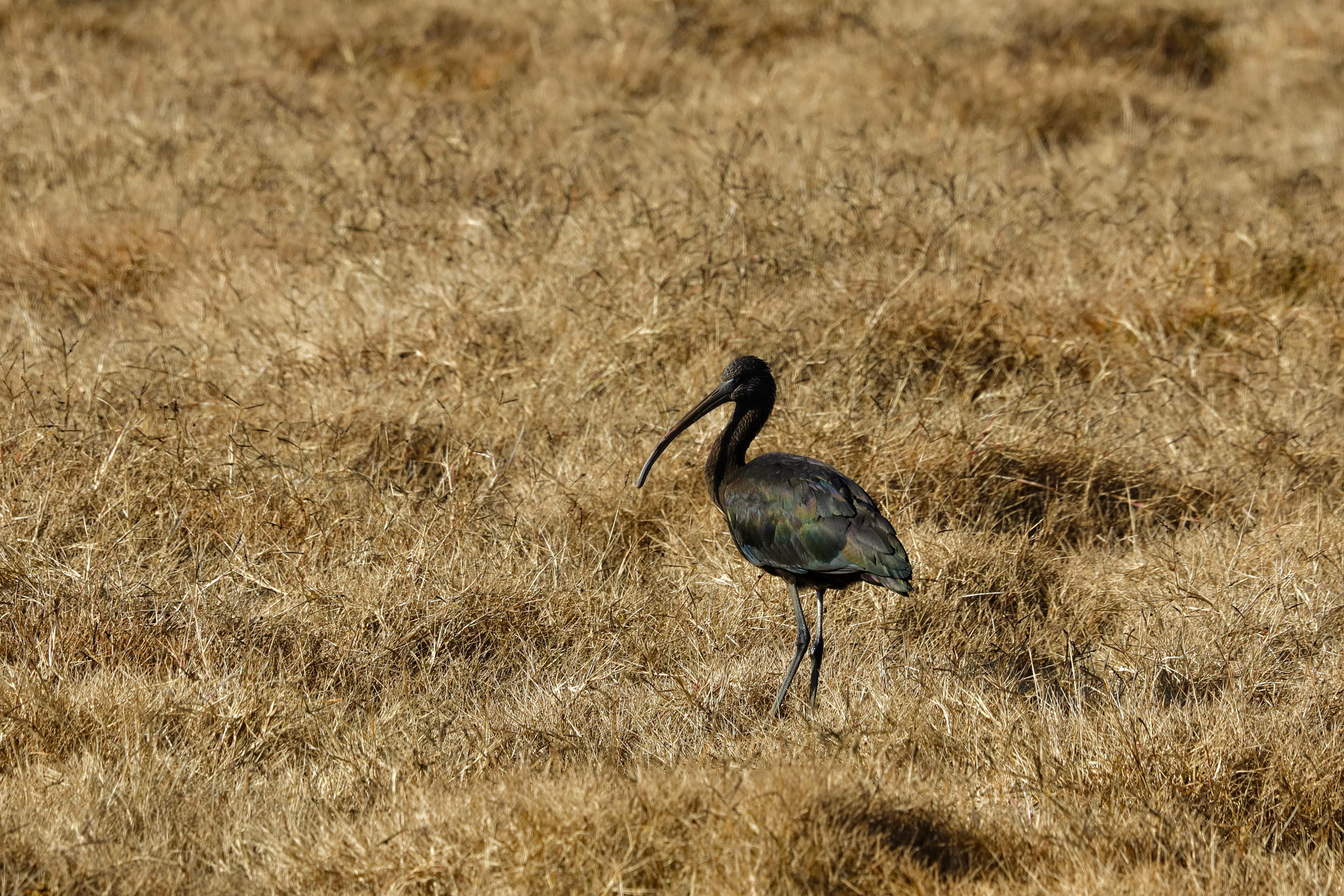 Canon EF 100-400mm F4.5-5.6L IS USM sample photo