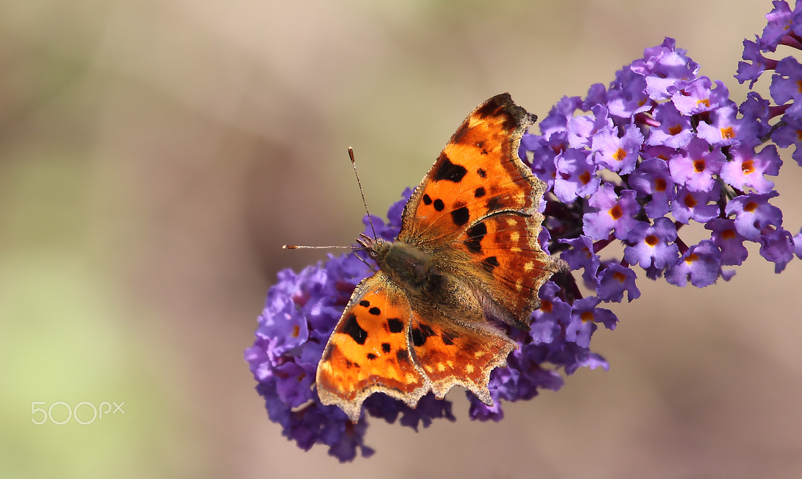 Canon EF 100-400mm F4.5-5.6L IS USM sample photo. Polygonia c-album photography
