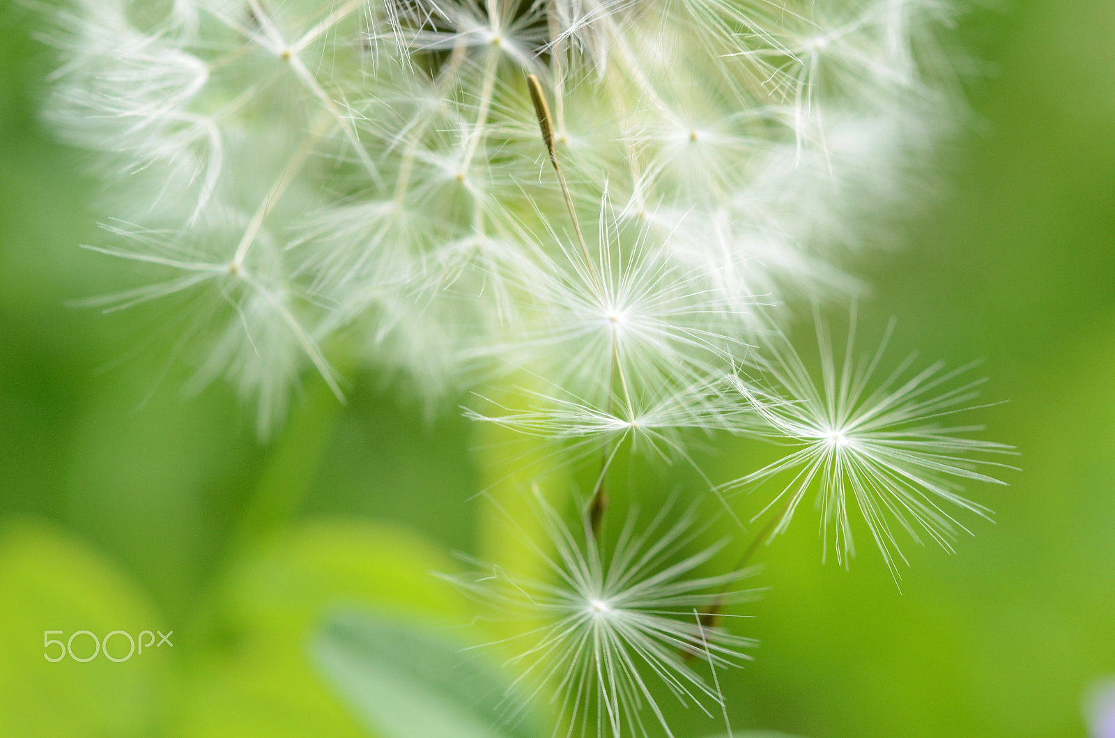 Nikon D7000 + Sigma 50mm F2.8 EX DG Macro sample photo. Dandelion seeds photography