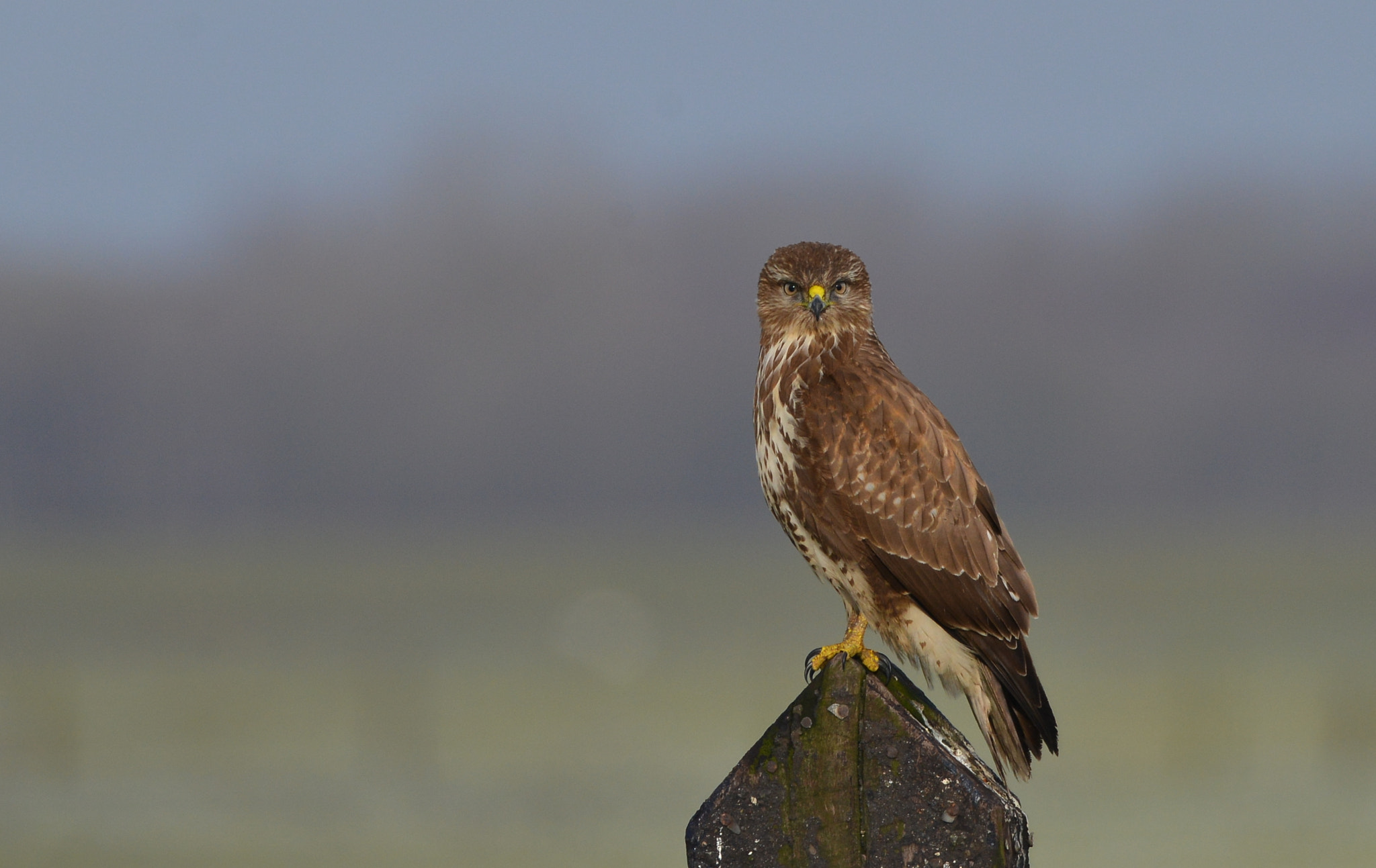 Nikon D600 + Nikon AF-S Nikkor 500mm F4G ED VR sample photo. Buizerd photography