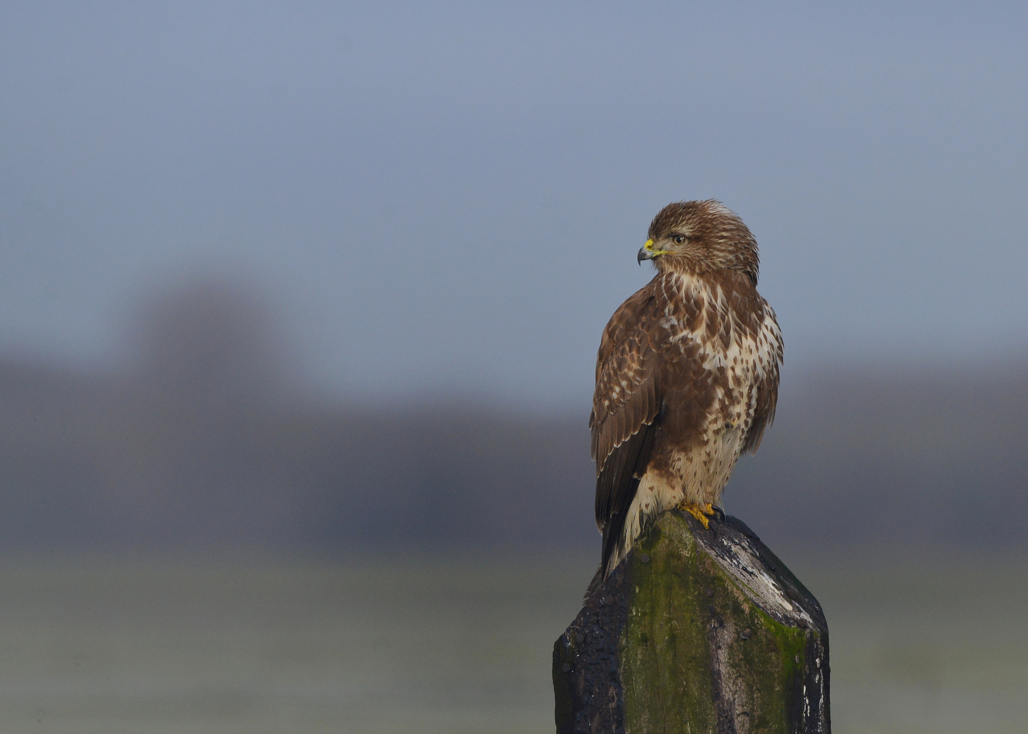 Nikon D600 + Nikon AF-S Nikkor 500mm F4G ED VR sample photo. Buizerd photography