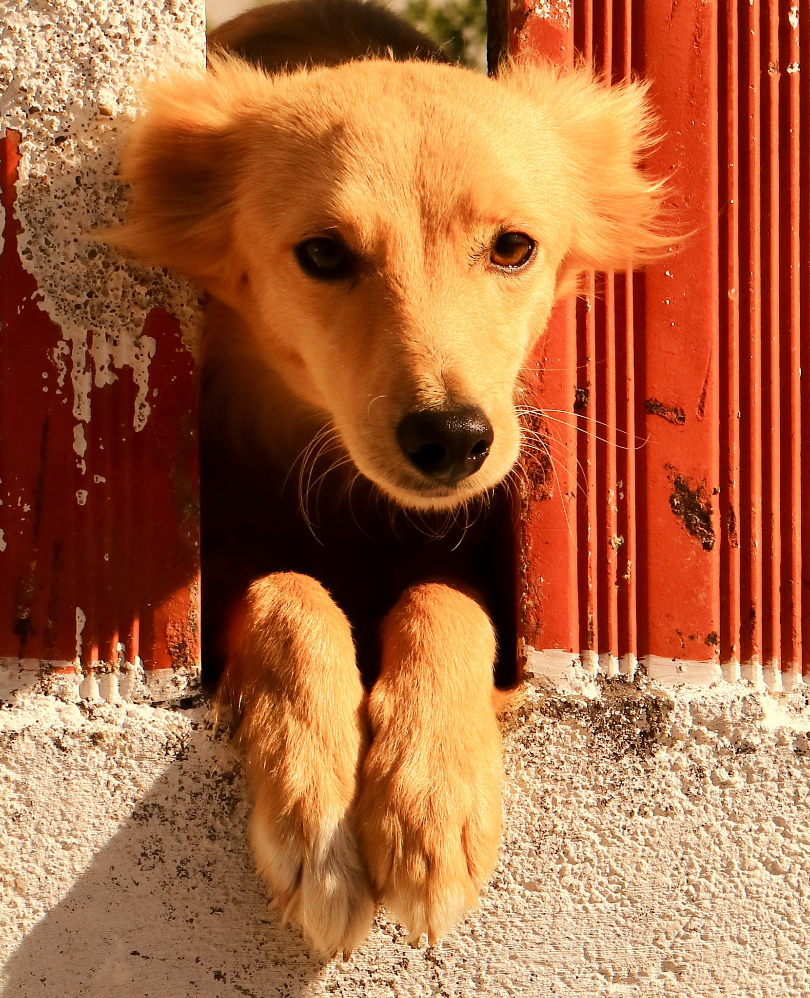 Canon EOS M3 sample photo. Dog portrait photography