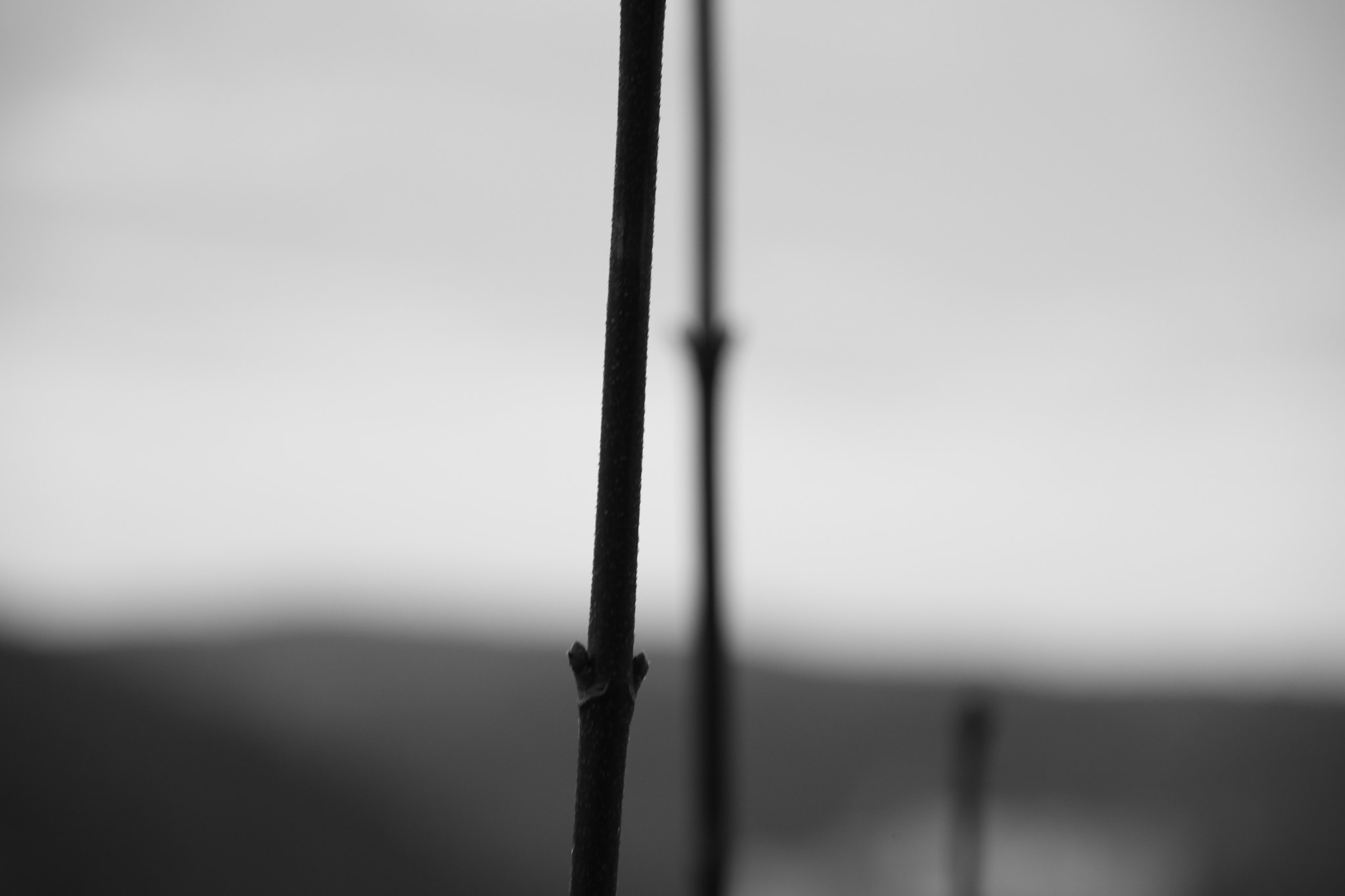 Canon EOS 100D (EOS Rebel SL1 / EOS Kiss X7) + Canon TS-E 90mm F2.8 Tilt-Shift sample photo. The branch photography