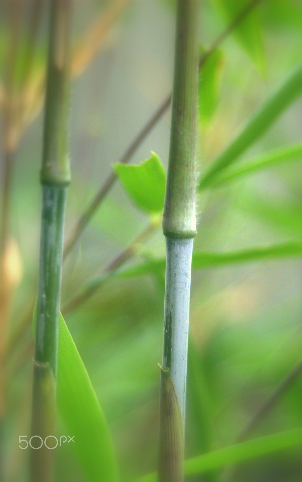 Nikon D3000 sample photo. Fargesia nitida bamboo photography