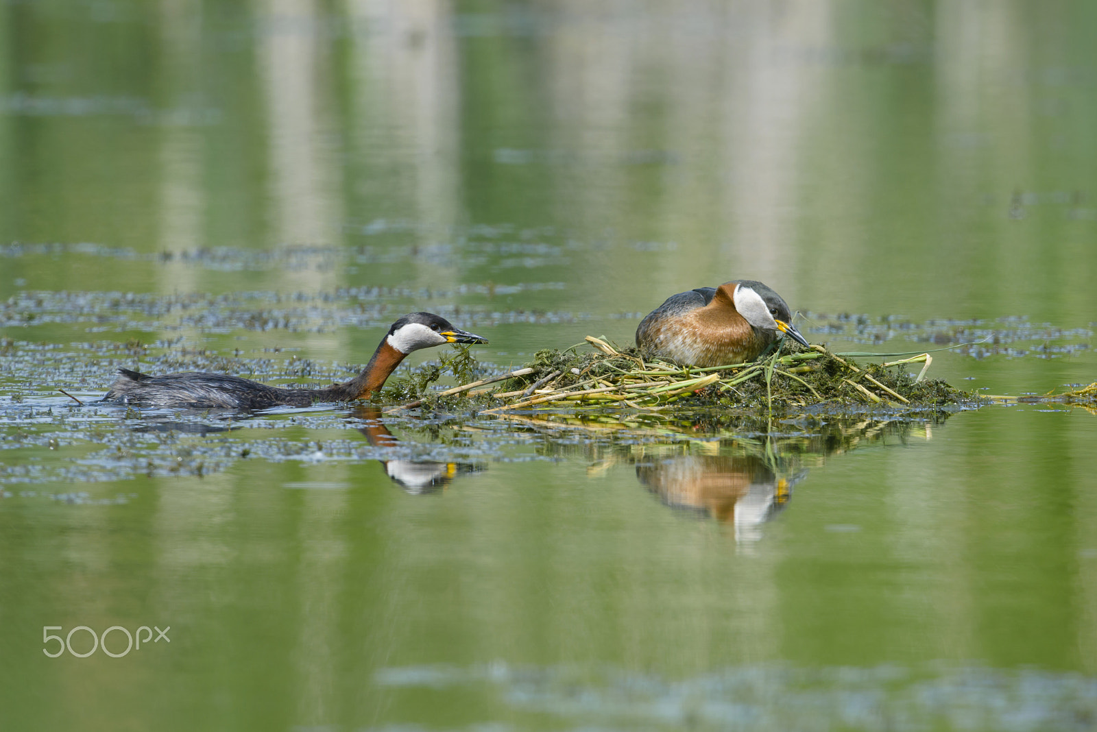 Nikon D800E + Nikon AF-S Nikkor 500mm F4G ED VR sample photo. Rothalstaucher, podiceps grisegena, red-necked grebe photography