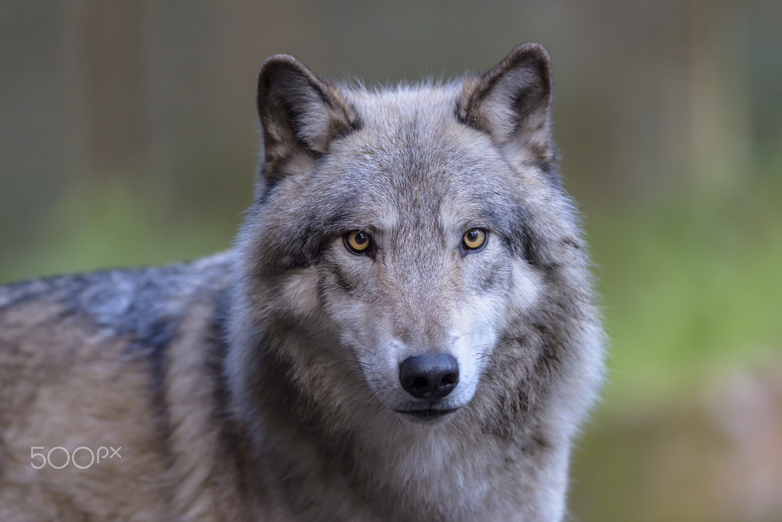 Nikon D800E sample photo. Timberwolf, canis lupus lycaon, timber wolf photography