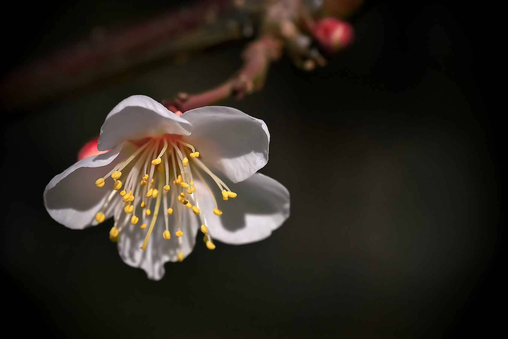 Sony a7R + Sony FE 90mm F2.8 Macro G OSS sample photo. Plum photography