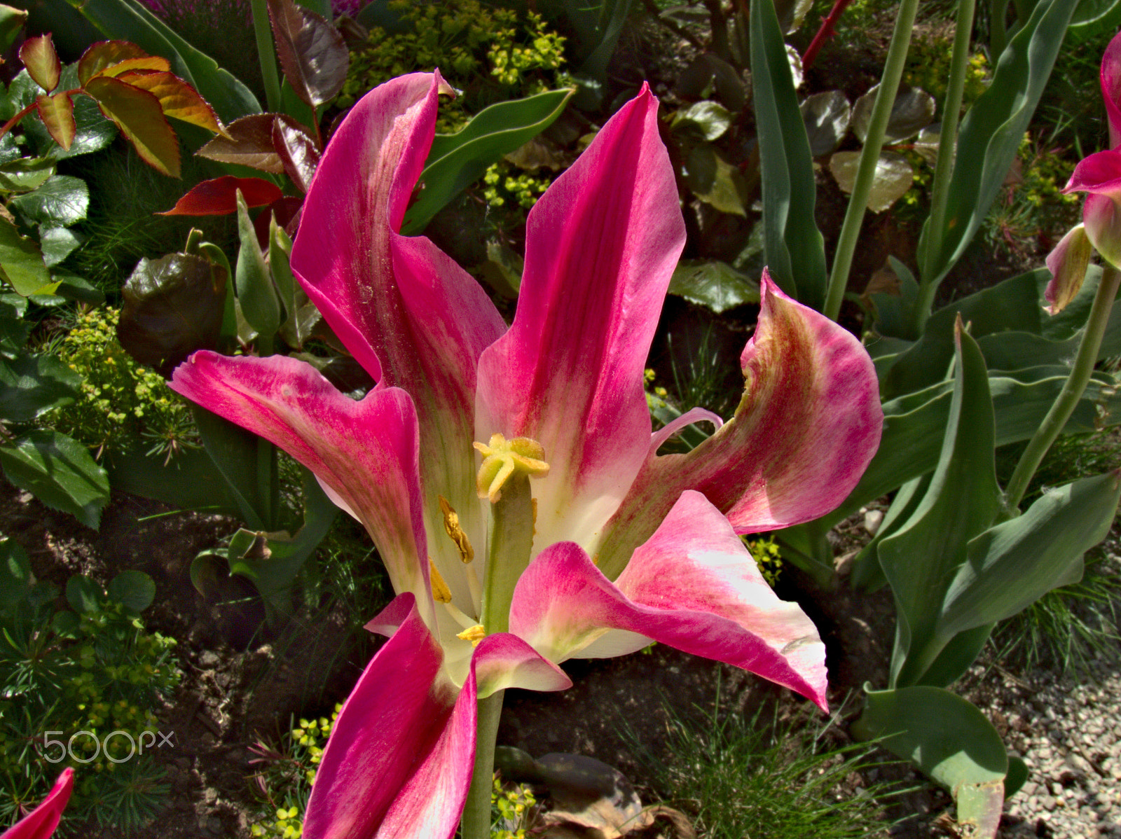 Kodak EasyShare Z990 (EasyShare Max) sample photo. Flowers [bamberg, germany] photography