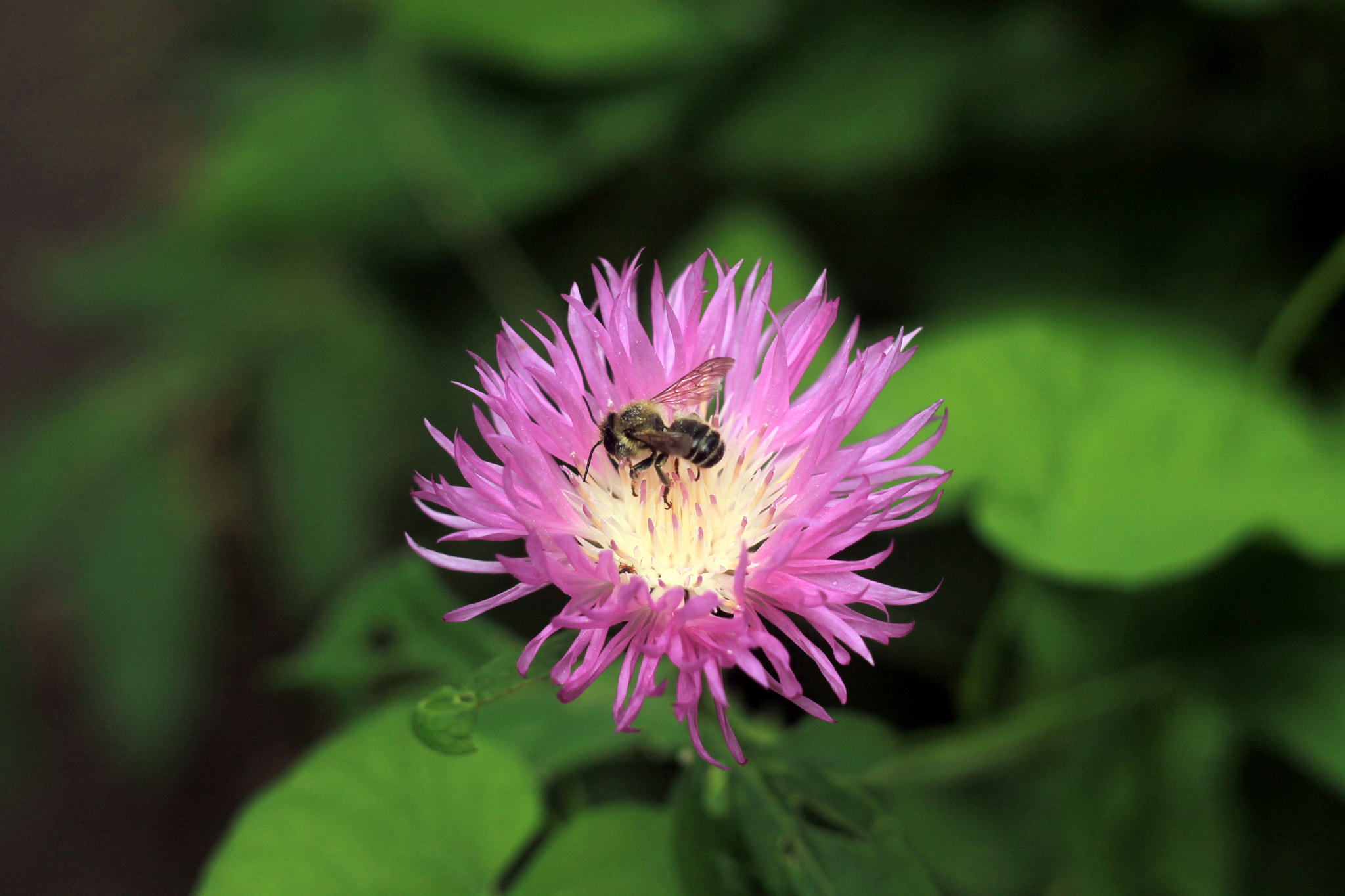 Canon EF 35-80mm f/4-5.6 sample photo. Img photography