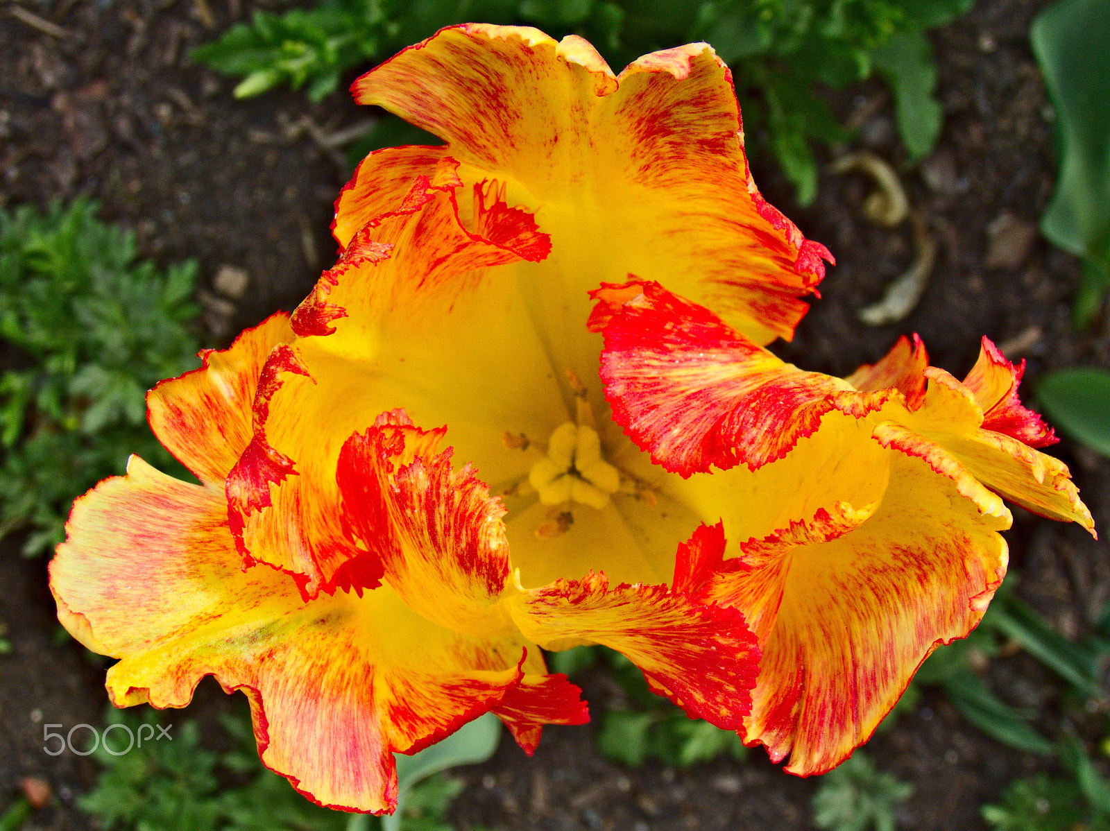 Kodak EasyShare Z990 (EasyShare Max) sample photo. Flowers [bamberg, germany] photography