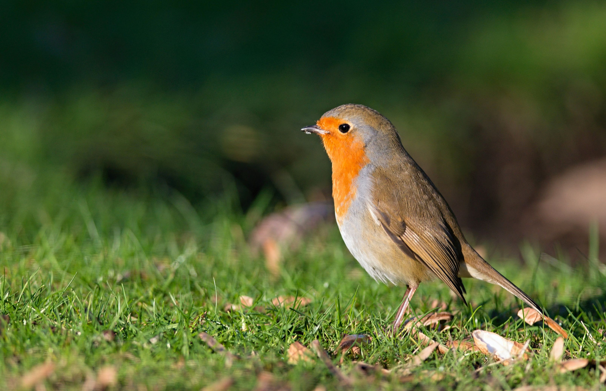 Nikon D610 + Nikon AF-S Nikkor 300mm F4D ED-IF sample photo. European robin photography