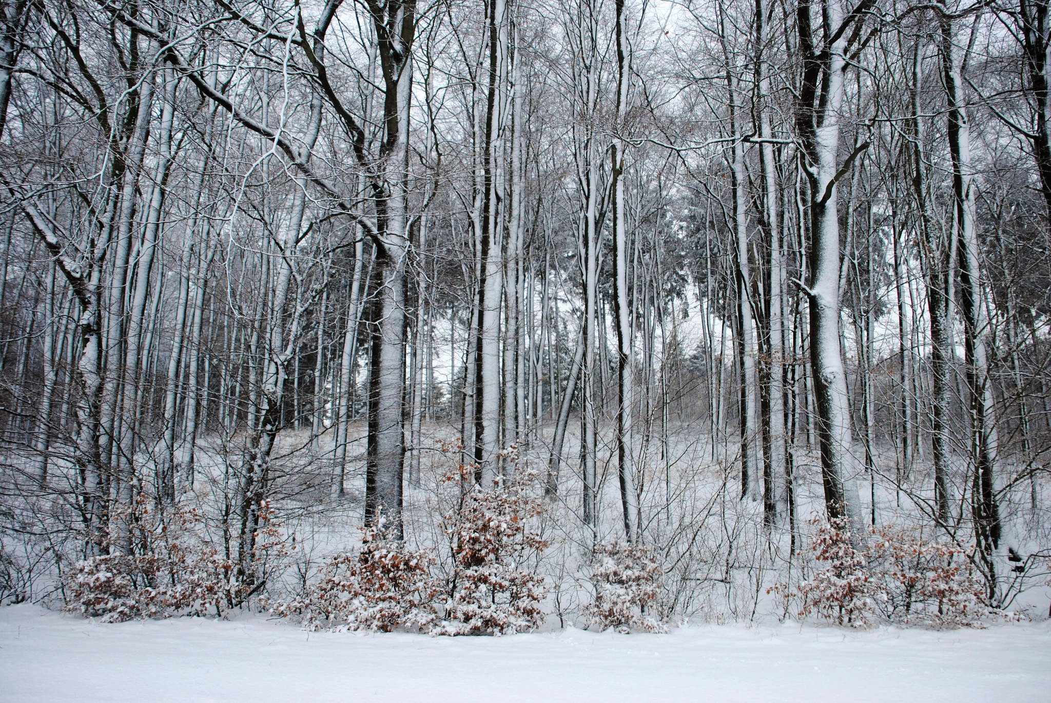 Nikon D3000 sample photo. Winterwald photography