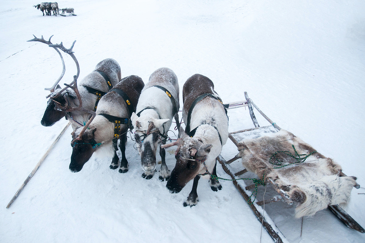 Nikon D300S sample photo. Deers photography