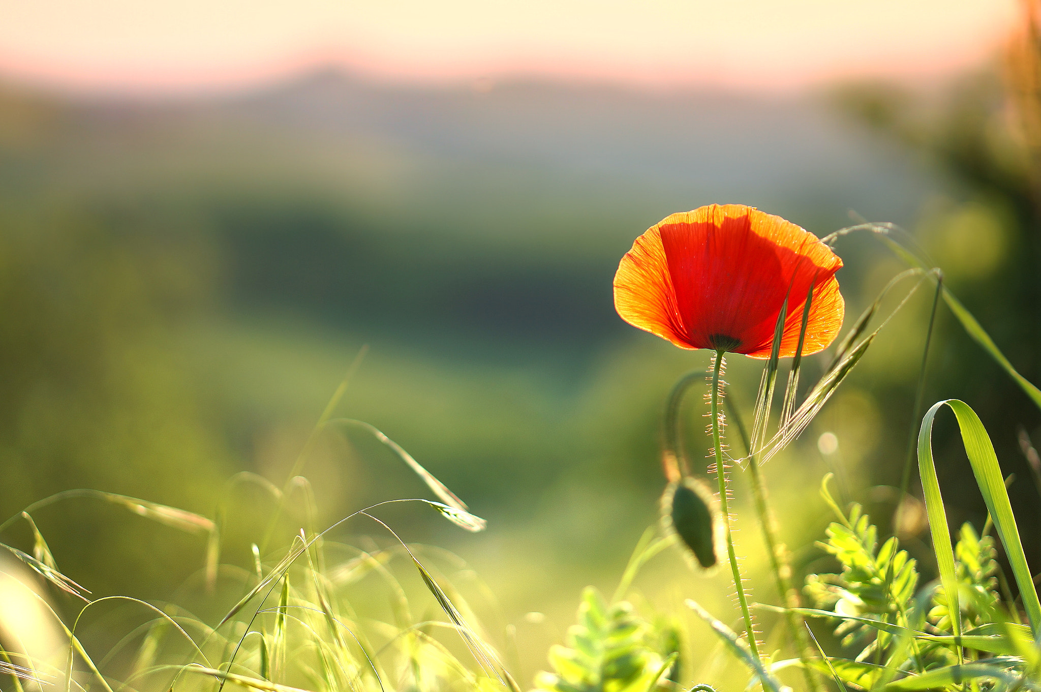 Sony Alpha NEX-6 + Sony E 50mm F1.8 OSS sample photo. Spring in nieve - piemonte, italy photography